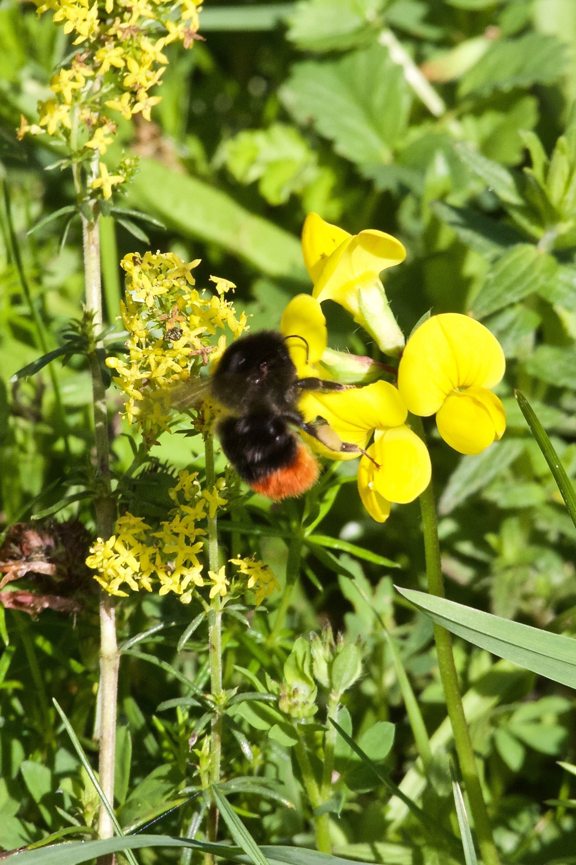 Red-tailed Bumblebee