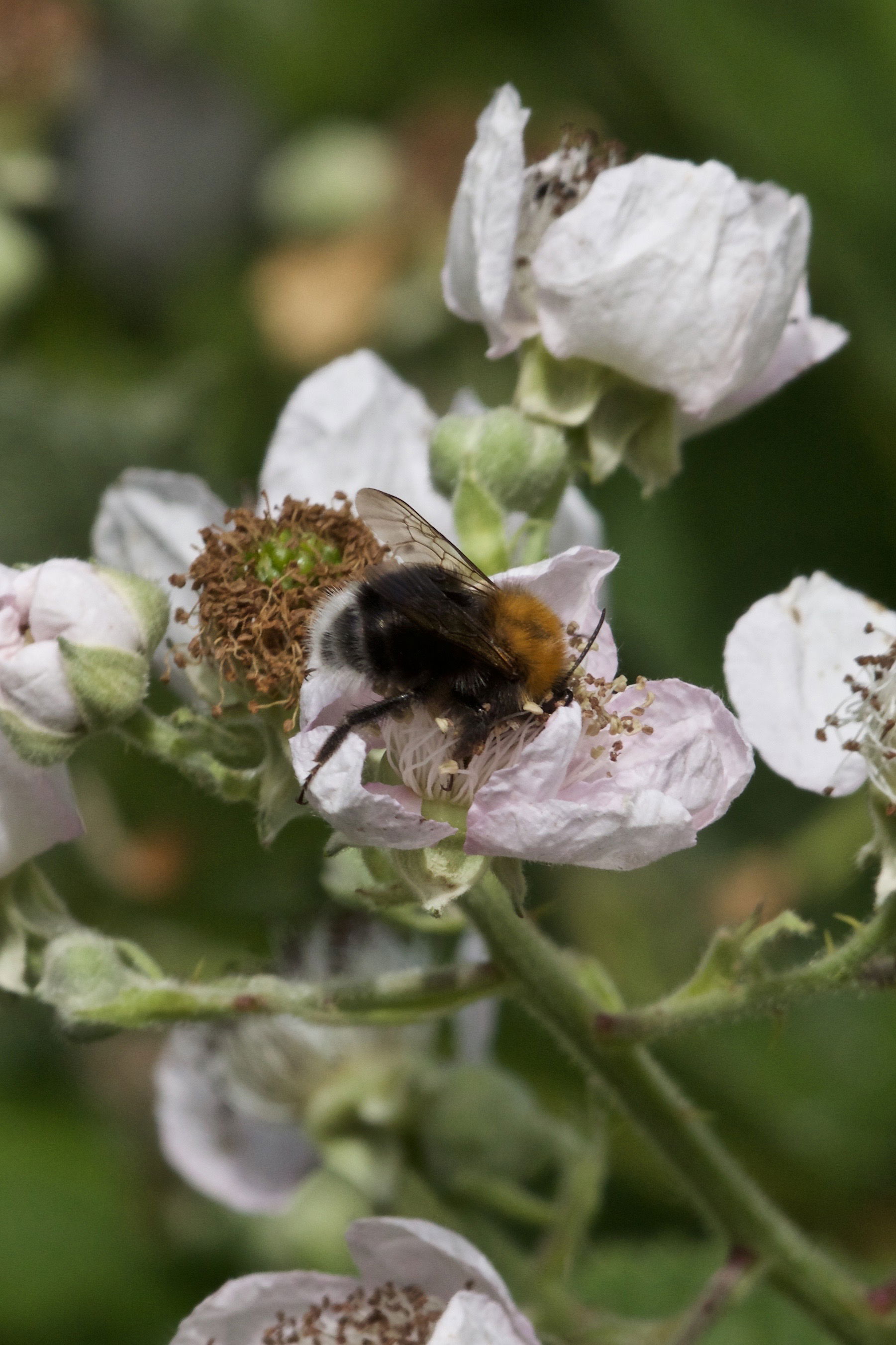 Tree Bumblebee