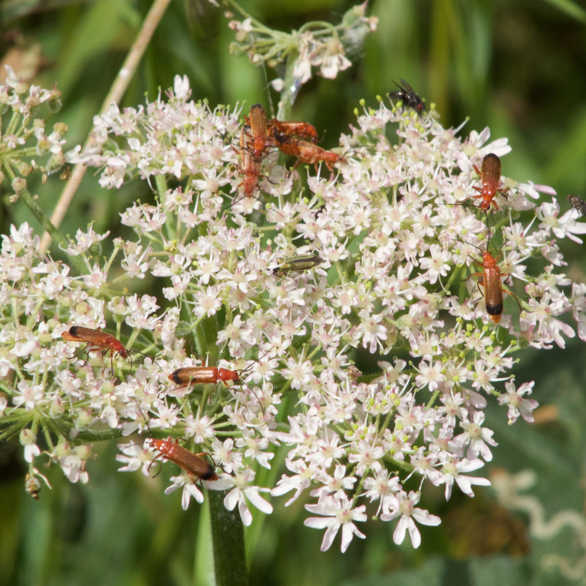 Common Red Soldier Beetle