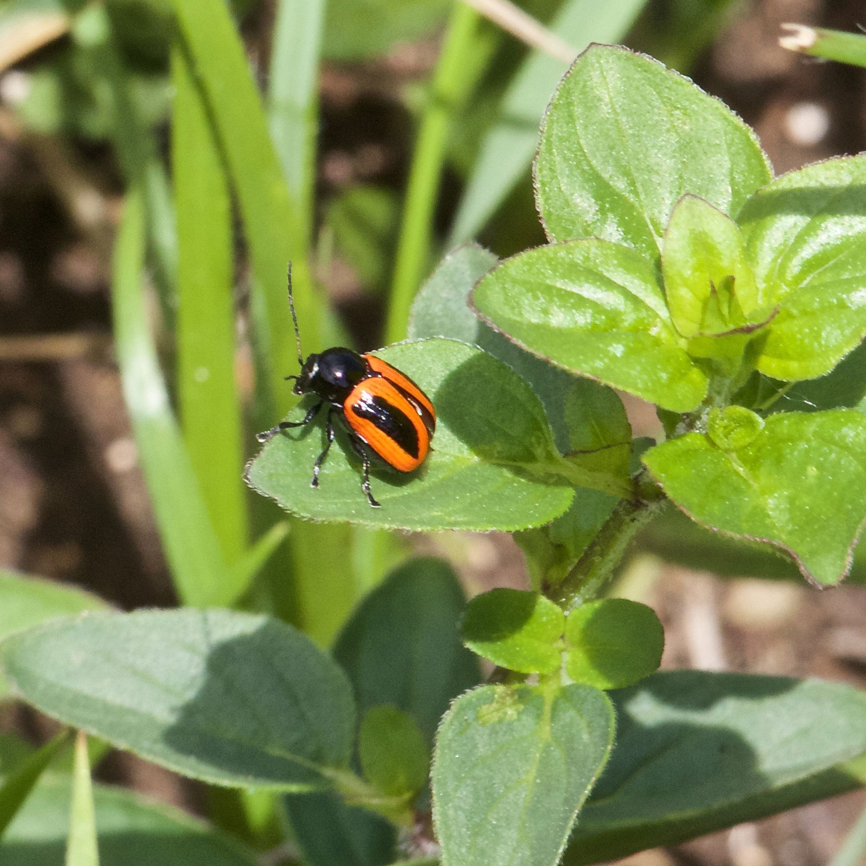 Pot Beetle