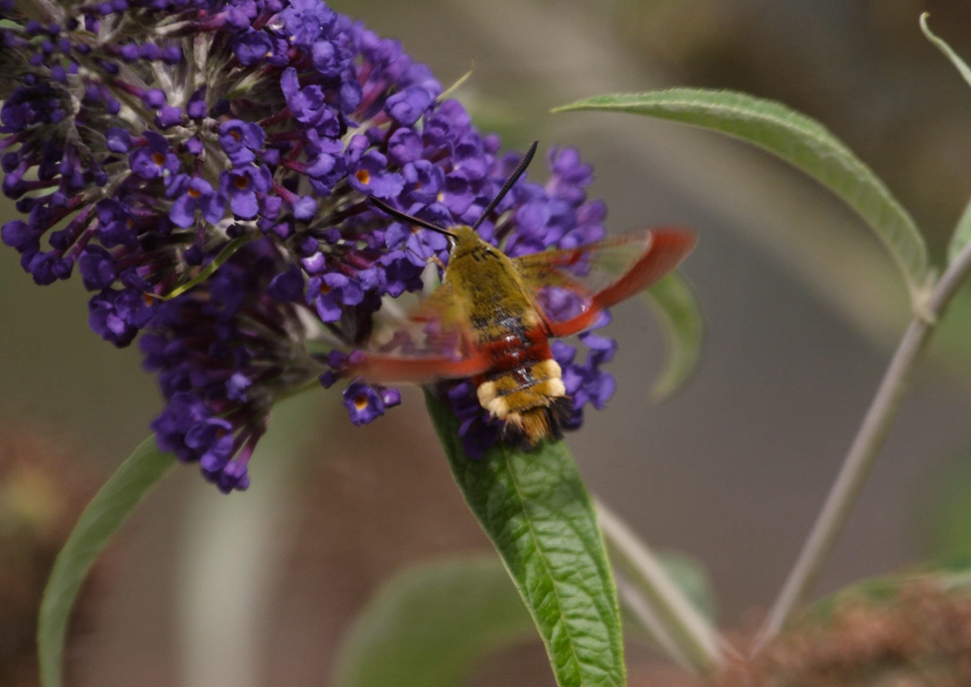 Broad-bordered Bee Hawk Moth