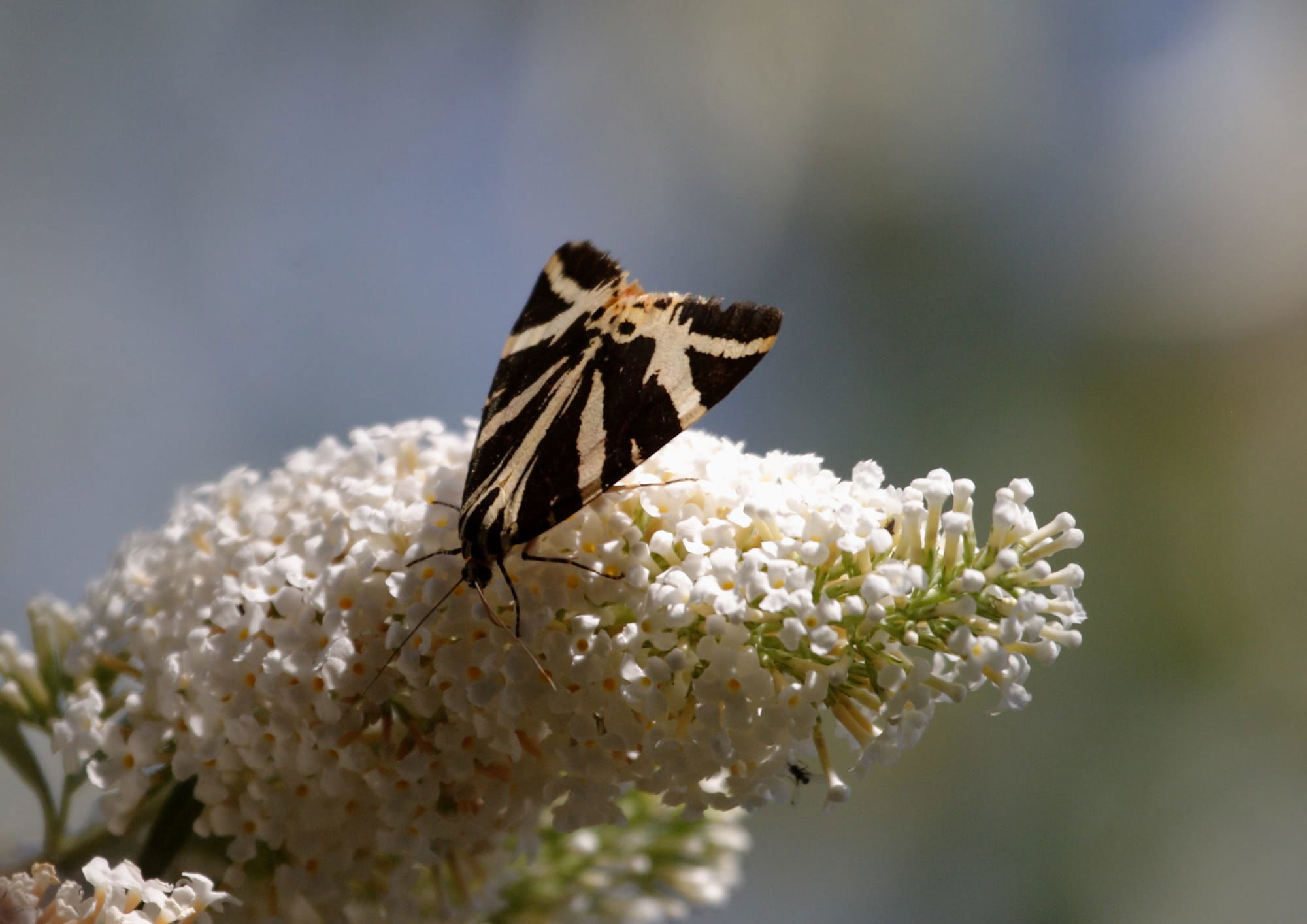 Jersey Tiger Moth