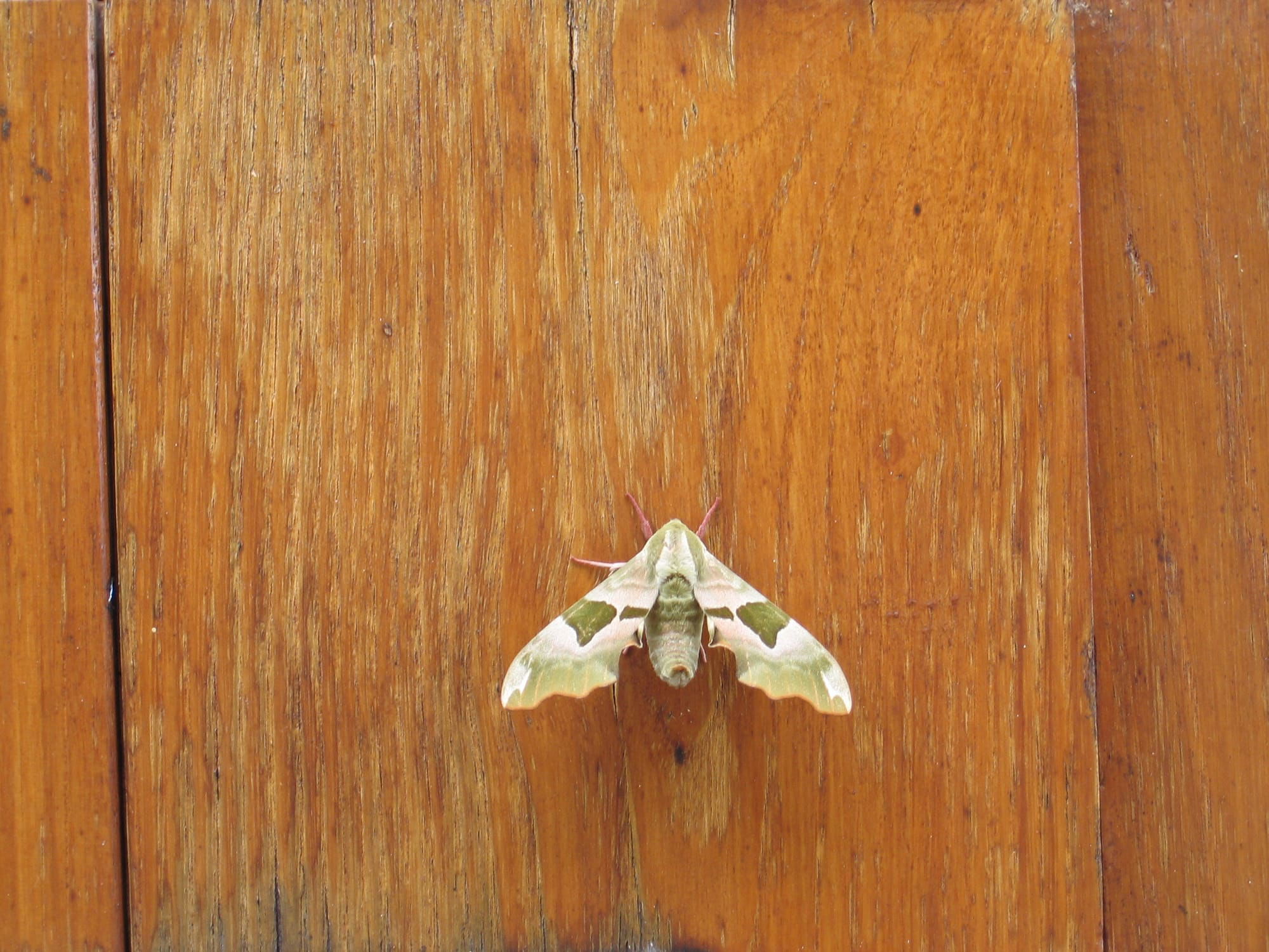 Lime Hawk Moth