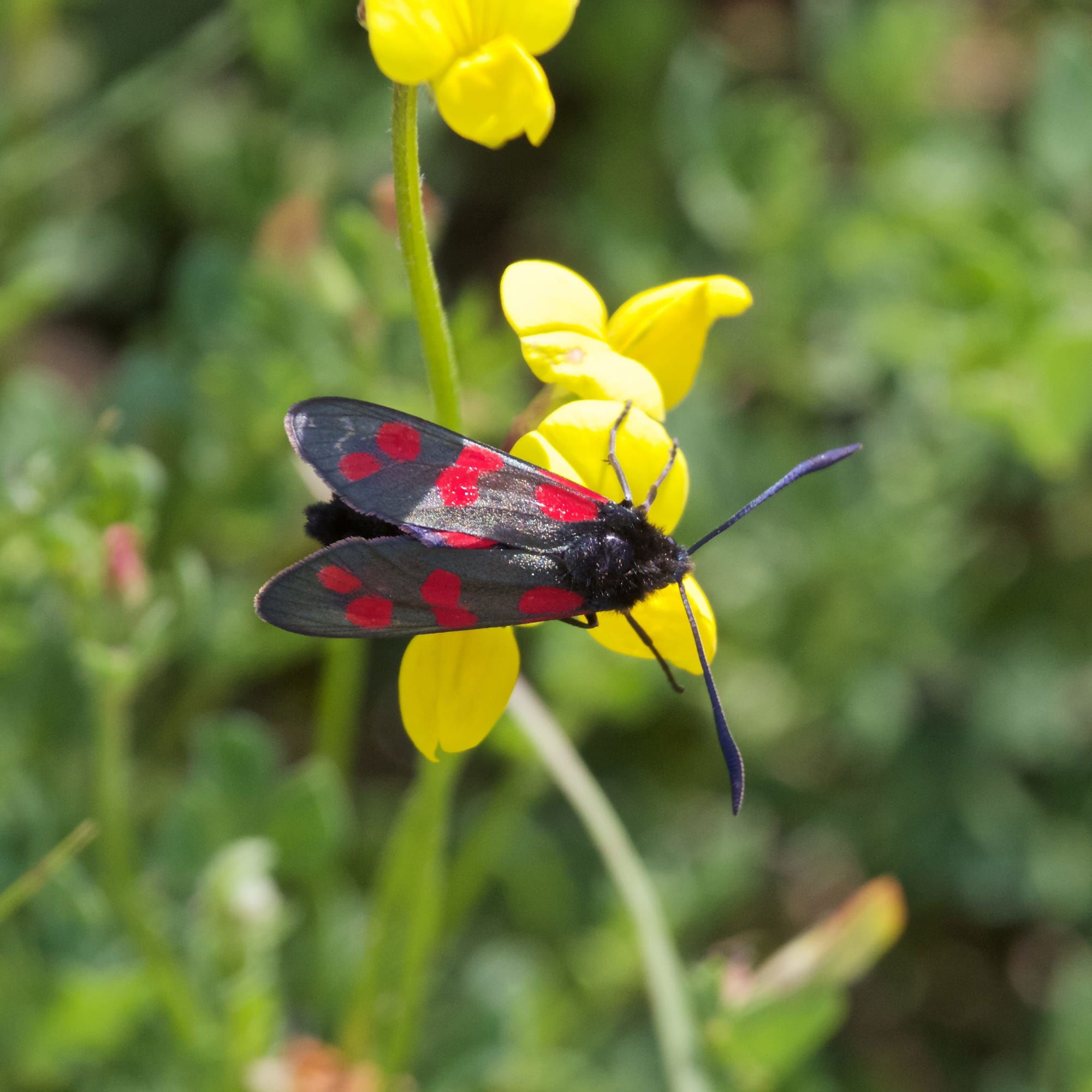 Six-spot Burnet