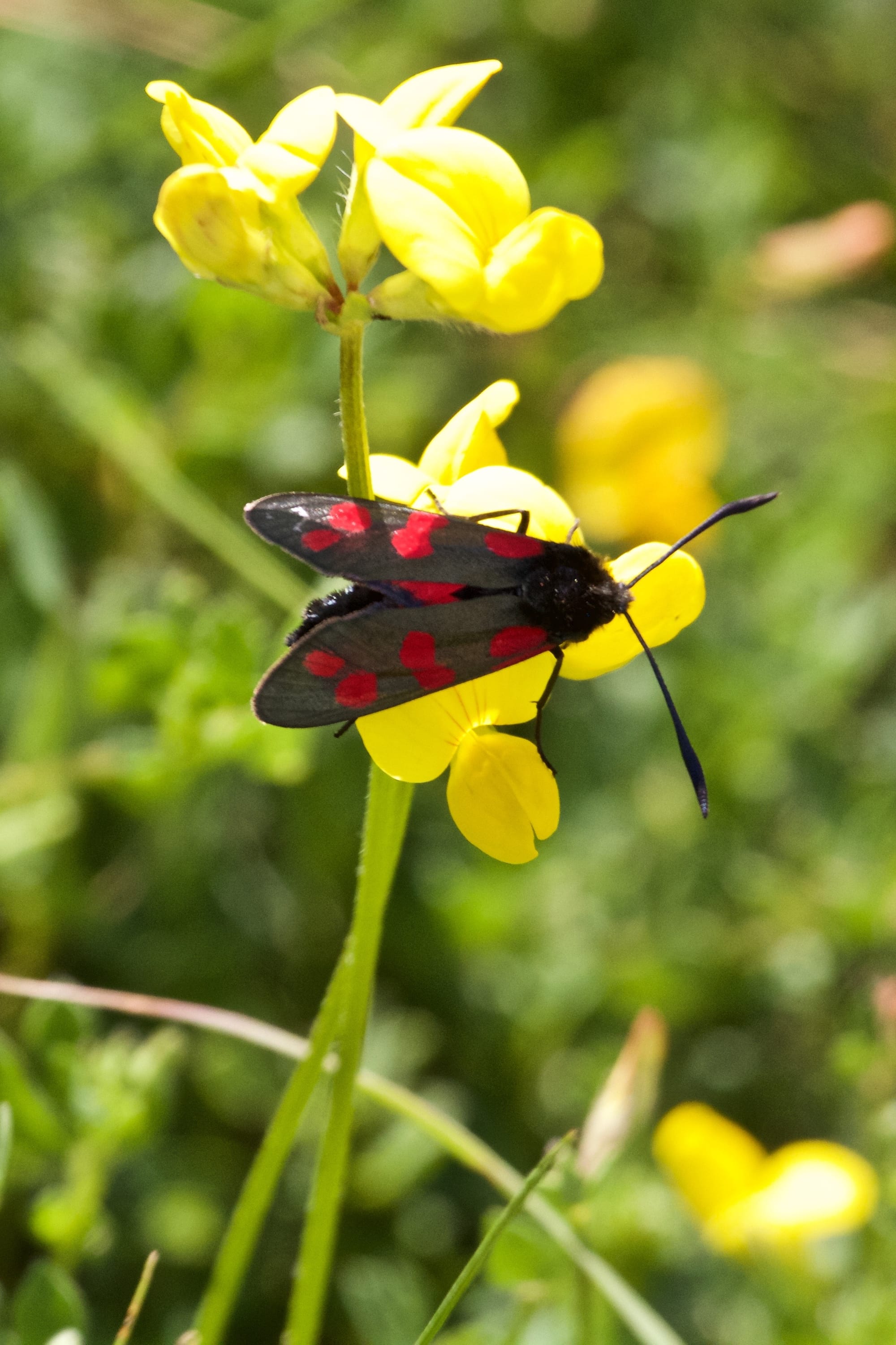 Six-spot Burnet