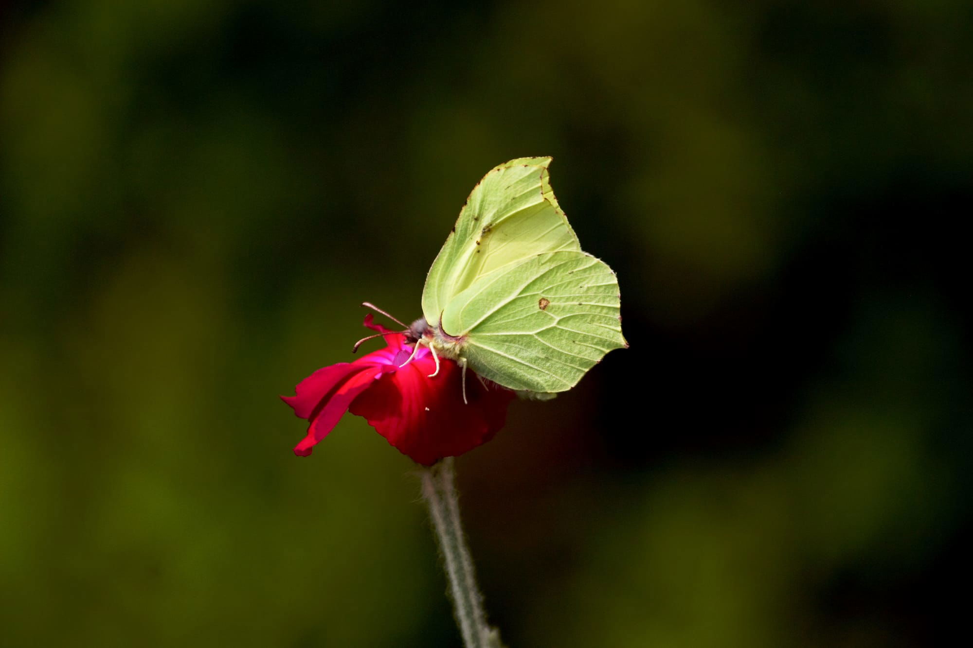 Brimstone