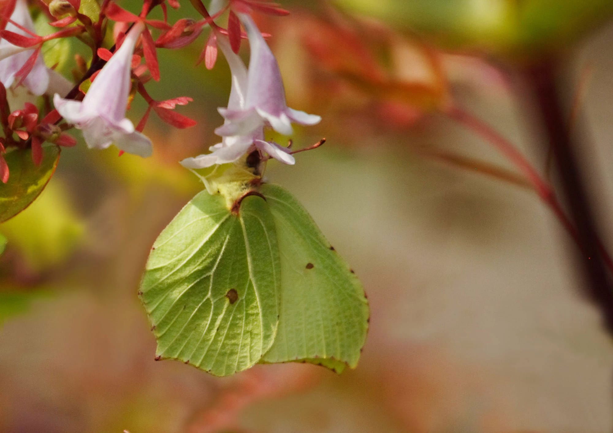 Brimstone