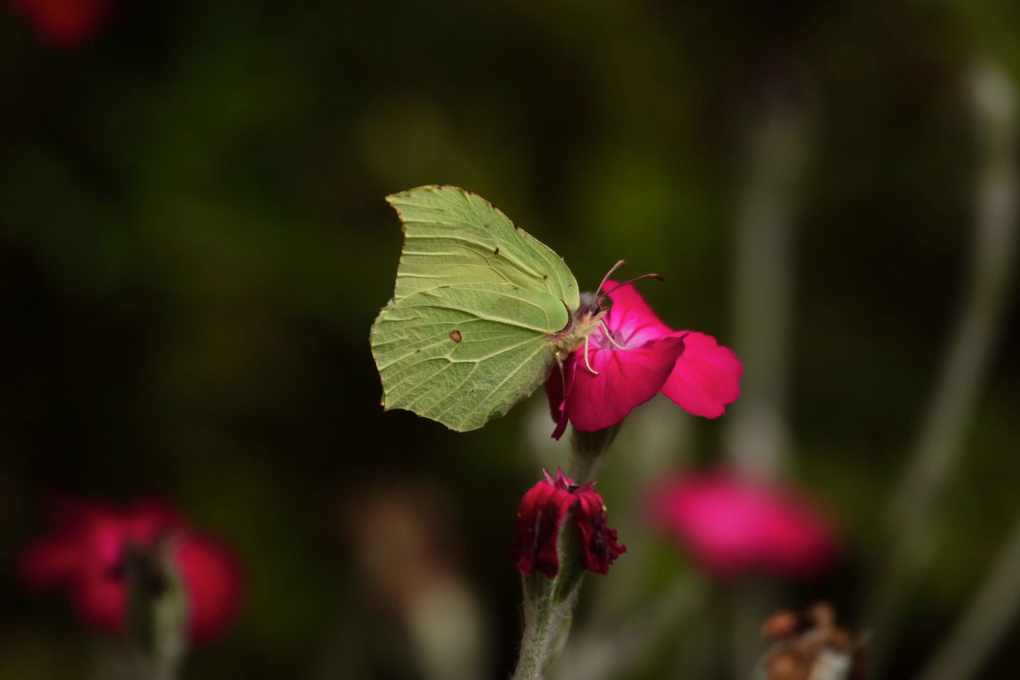 Brimstone