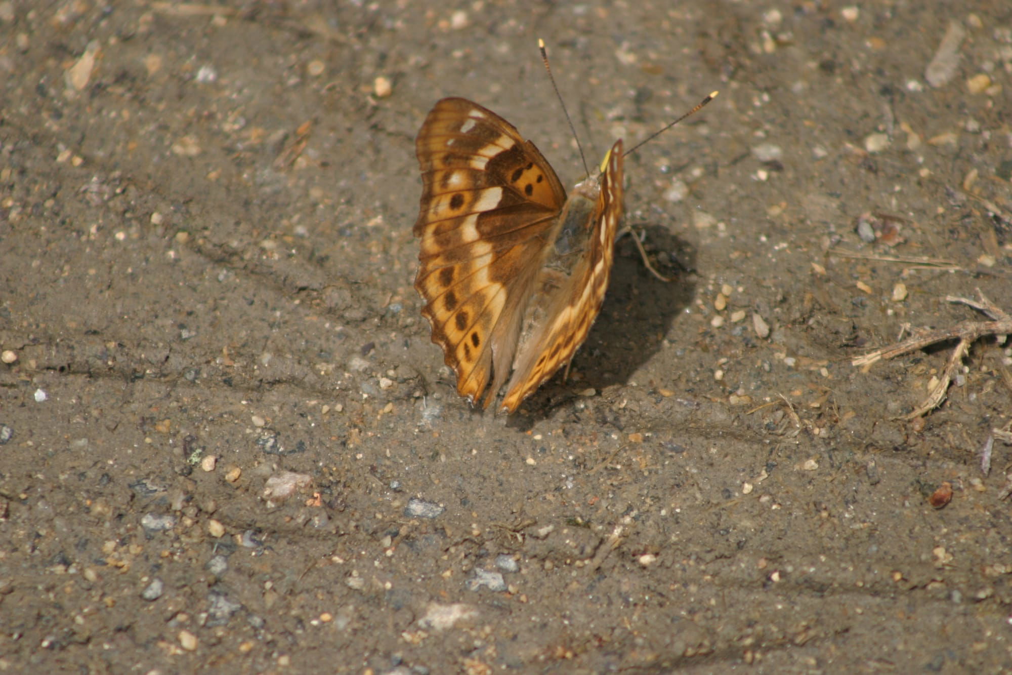 Lesser Purple Emperor