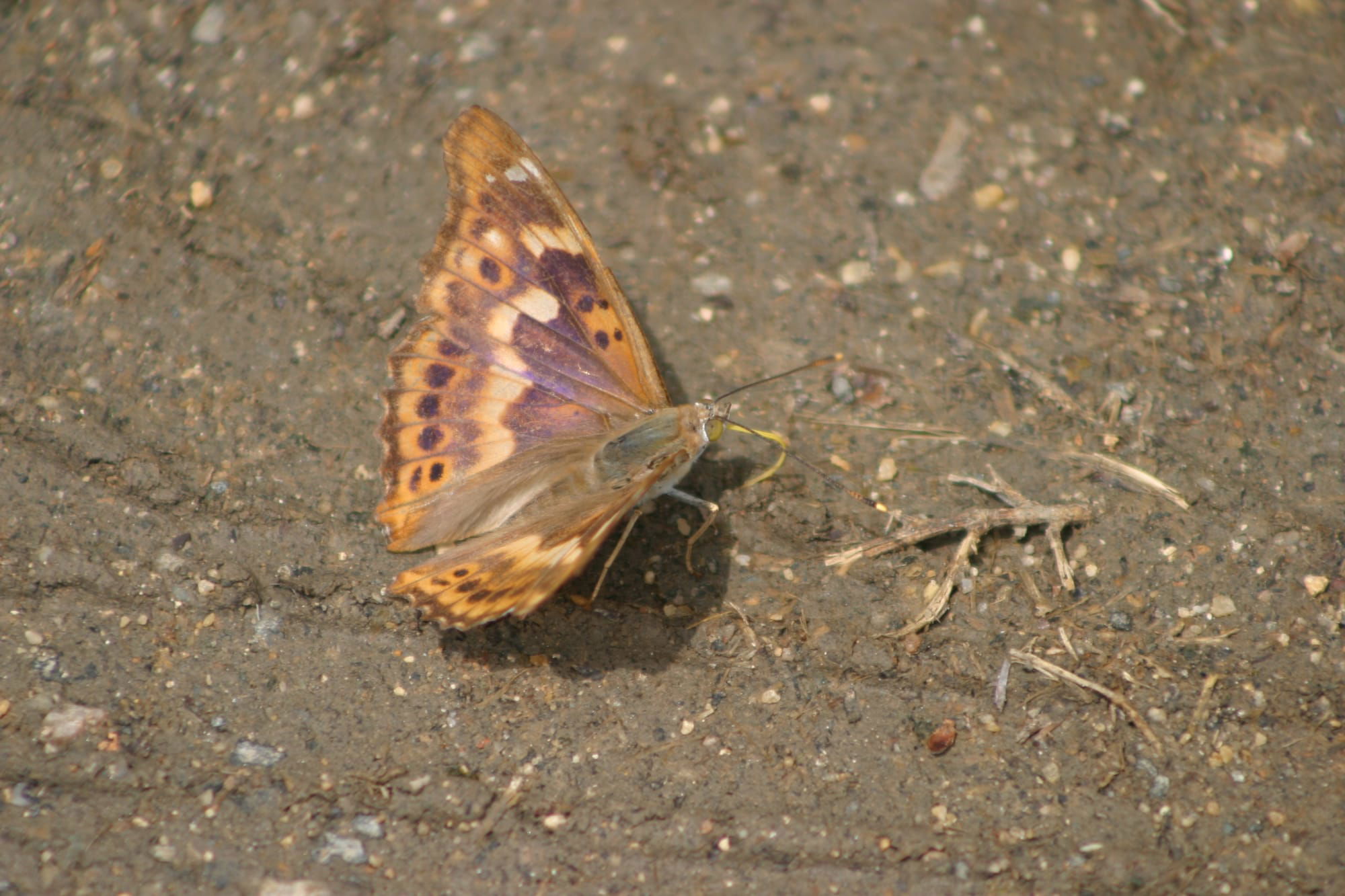 Lesser Purple Emperor