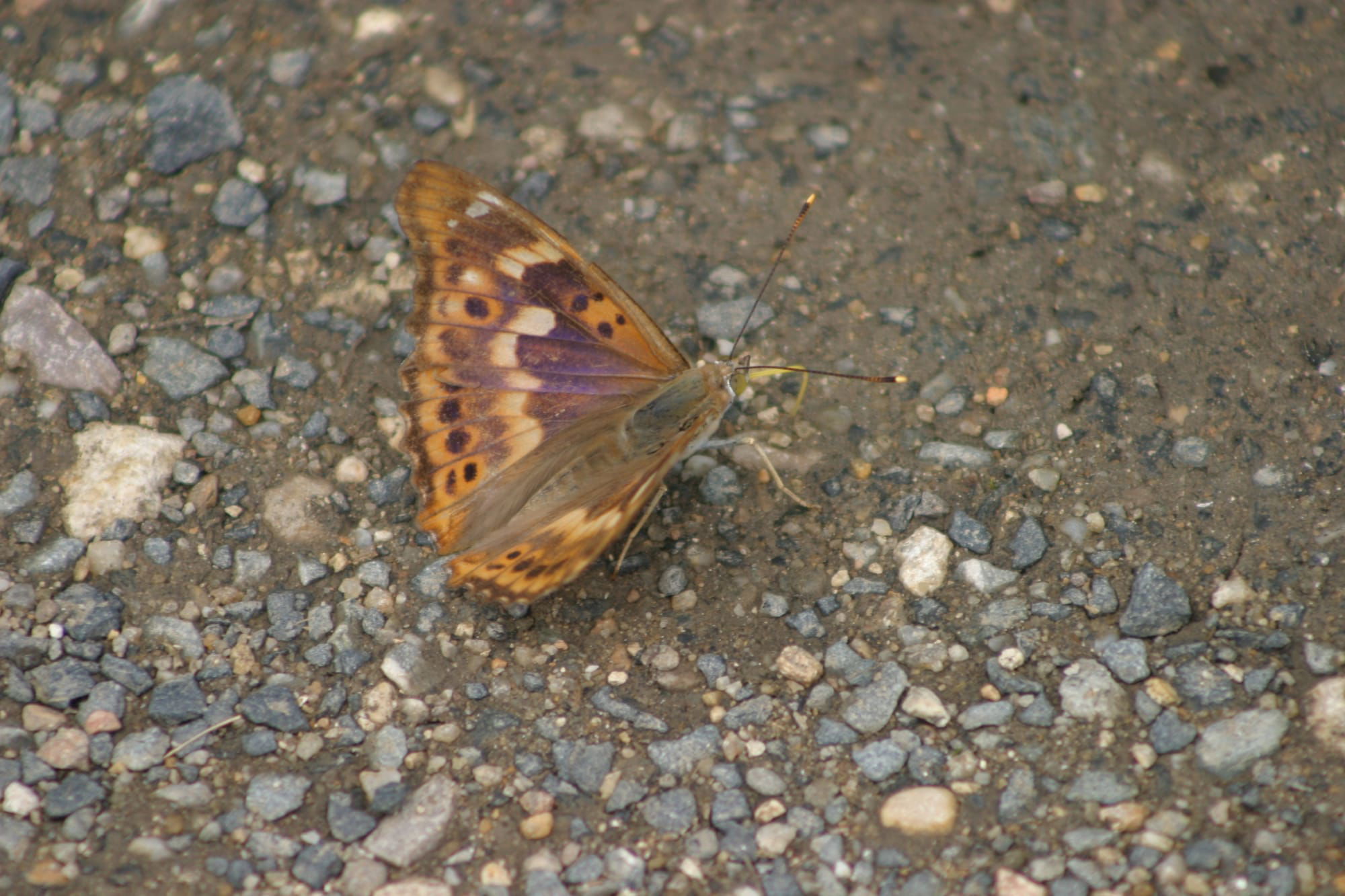 Lesser Purple Emperor