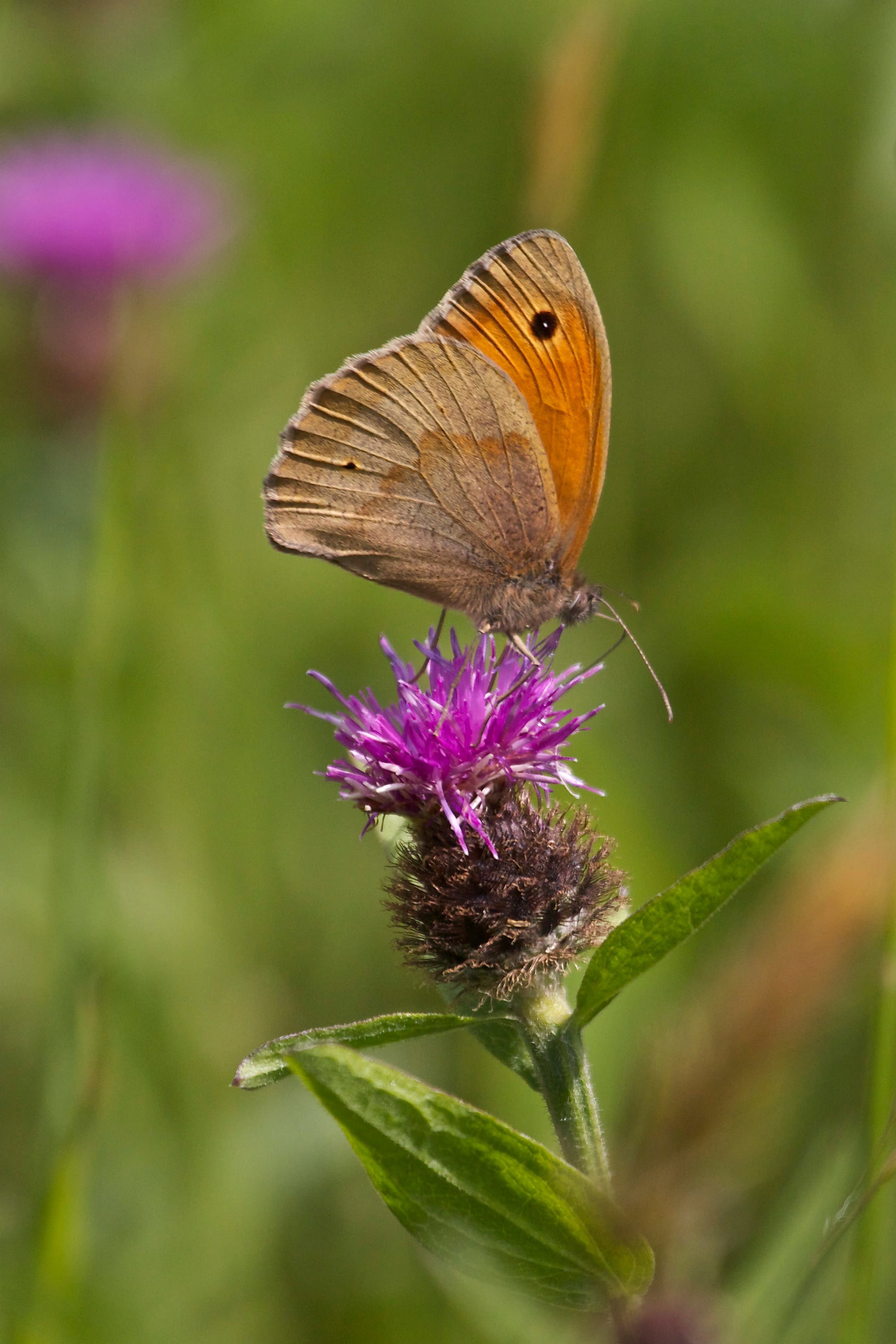 Meadow Brown