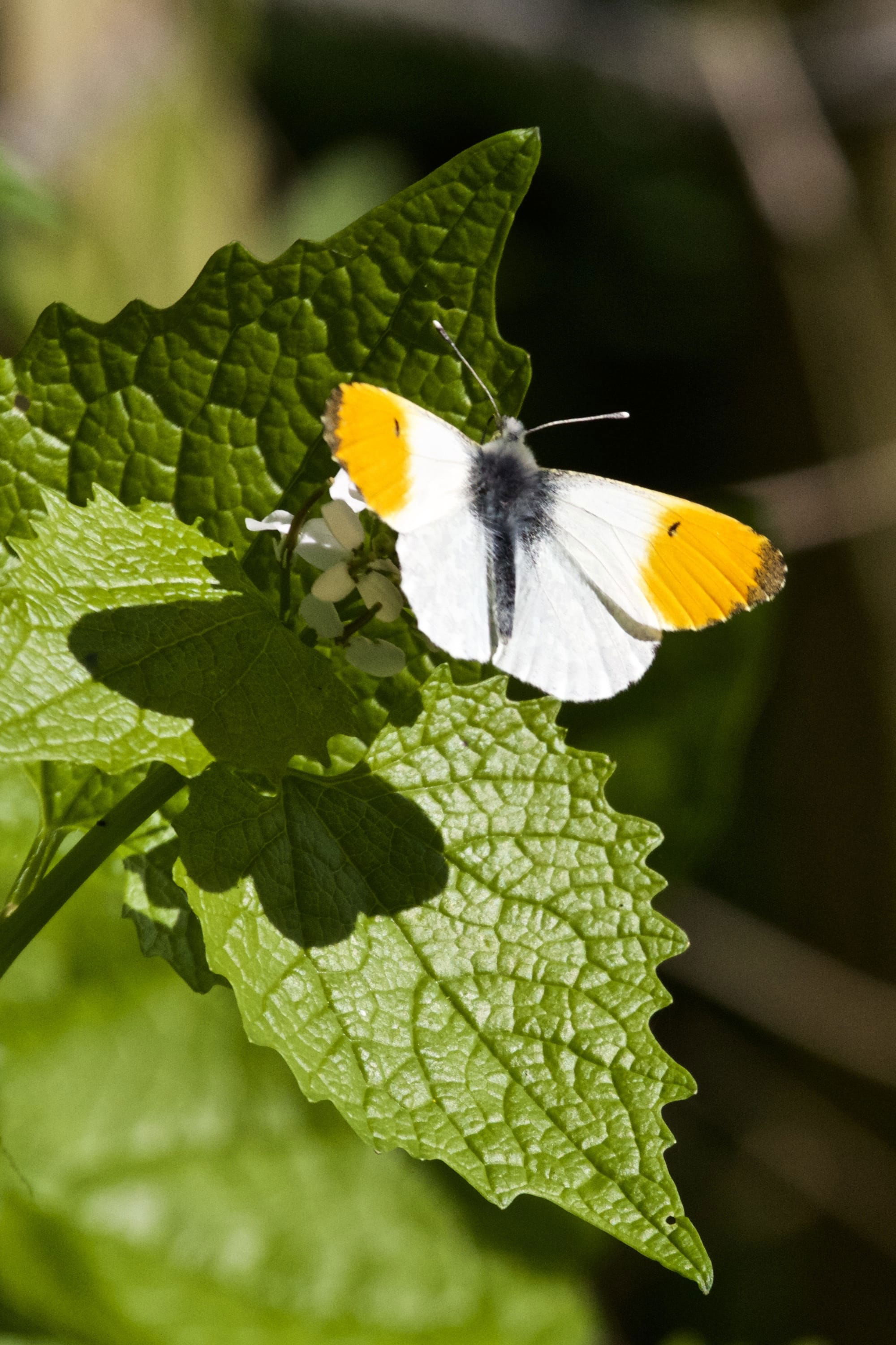 Orange Tip