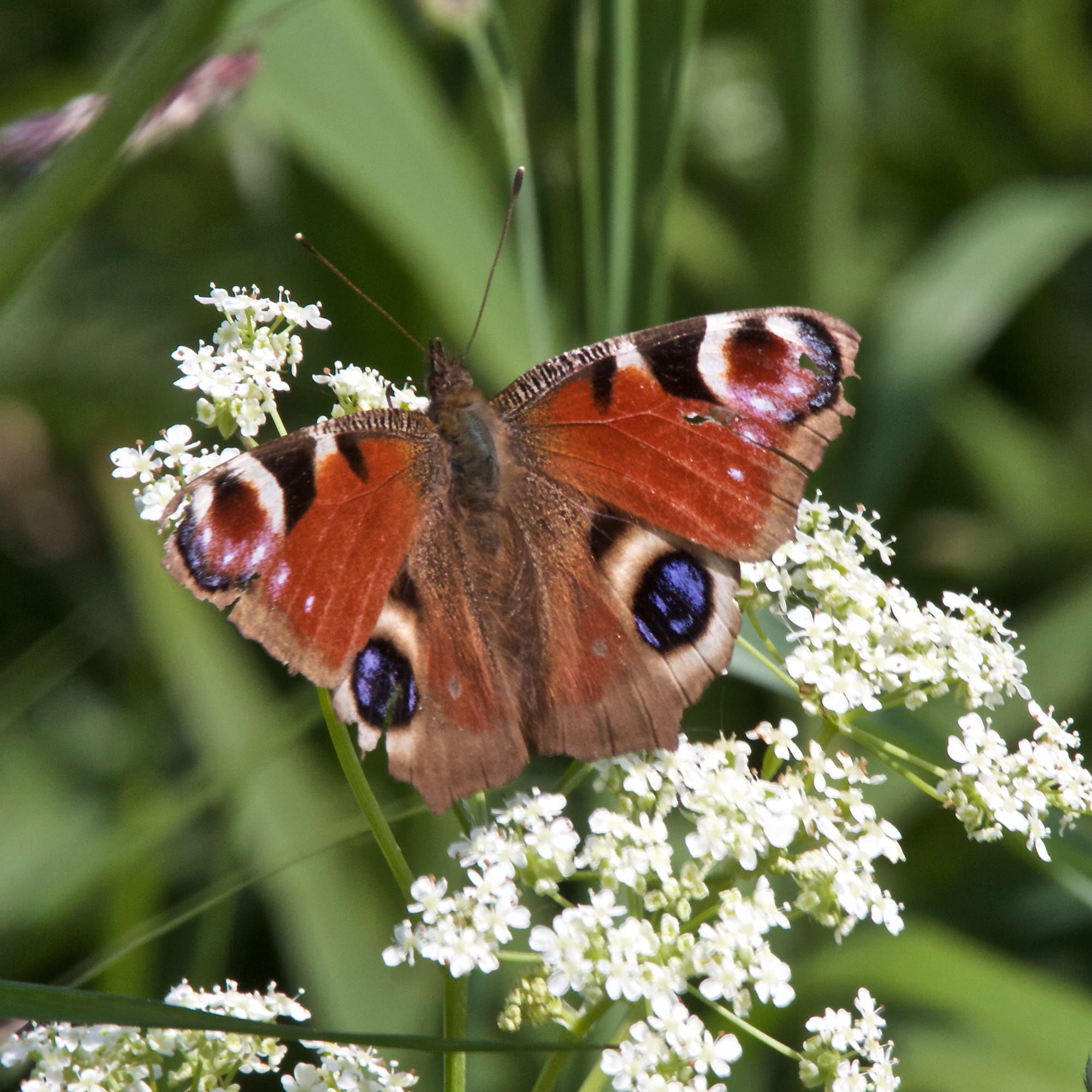 Peacock