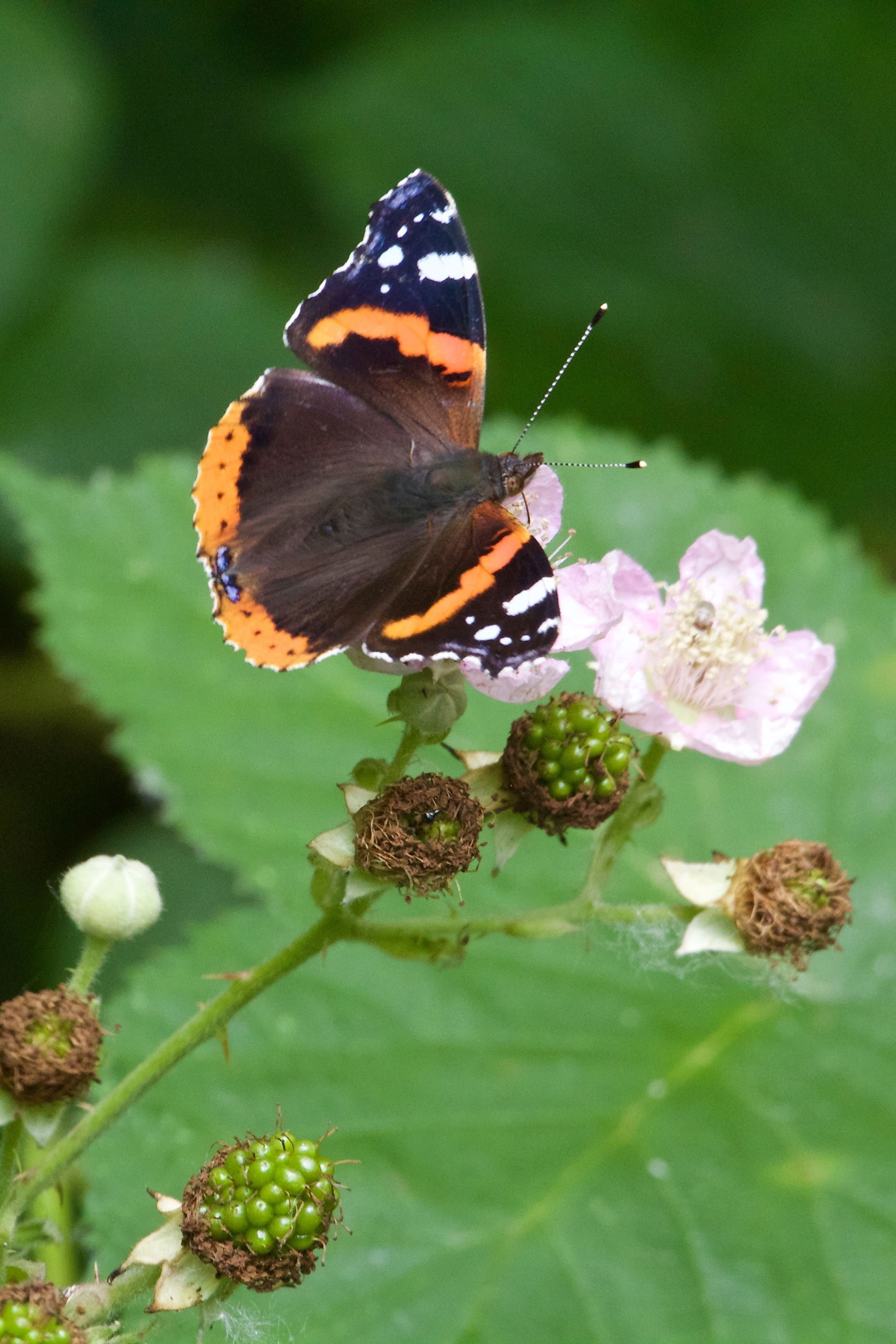 Red Admiral