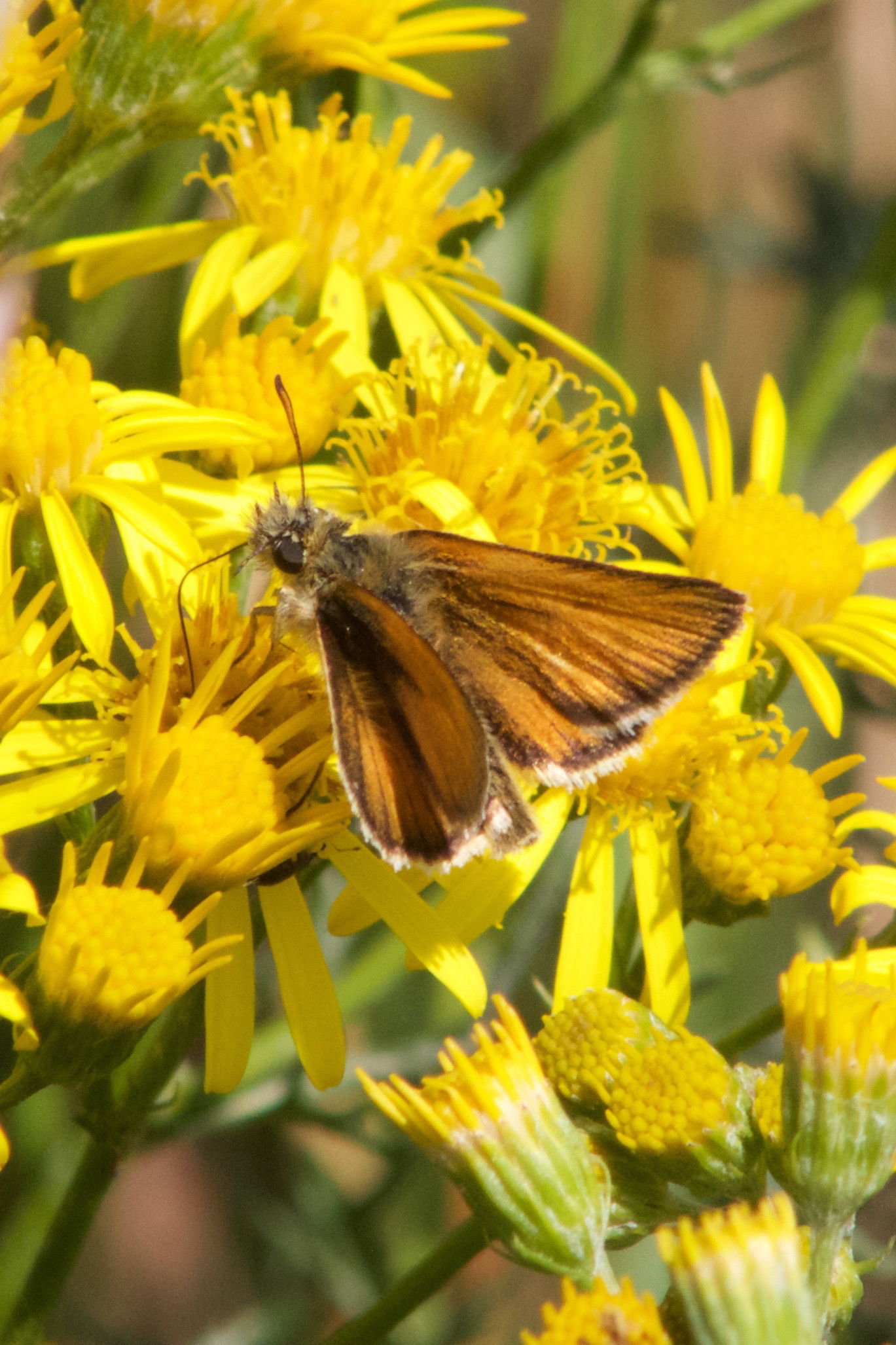 Small Skipper