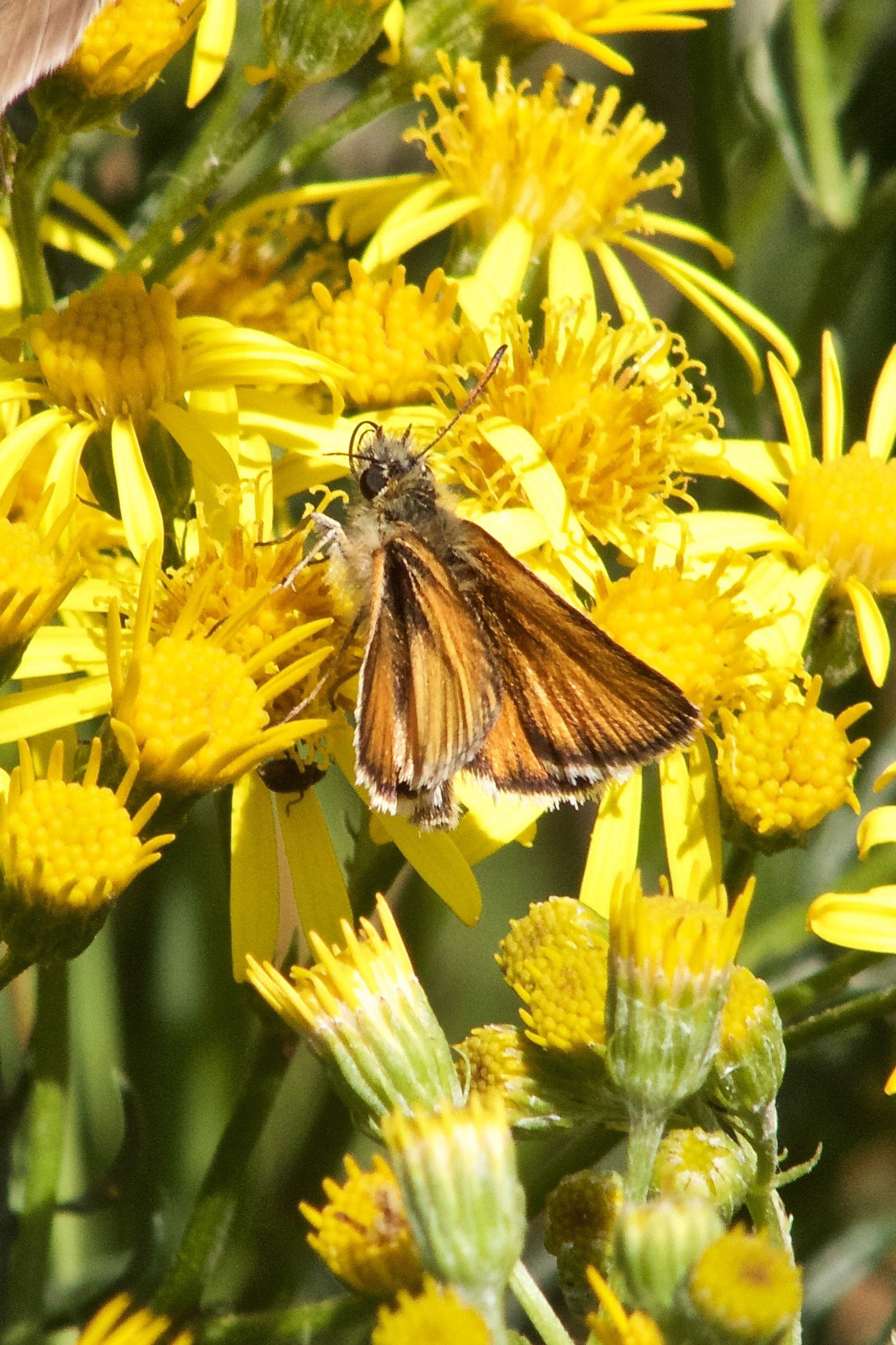 Small Skipper