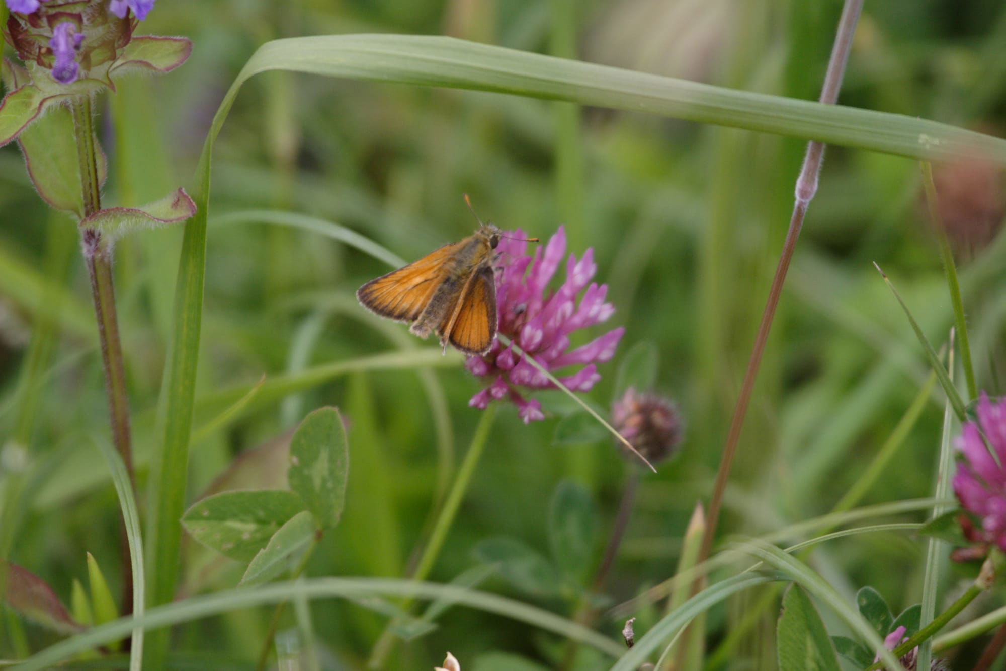 Small Skipper