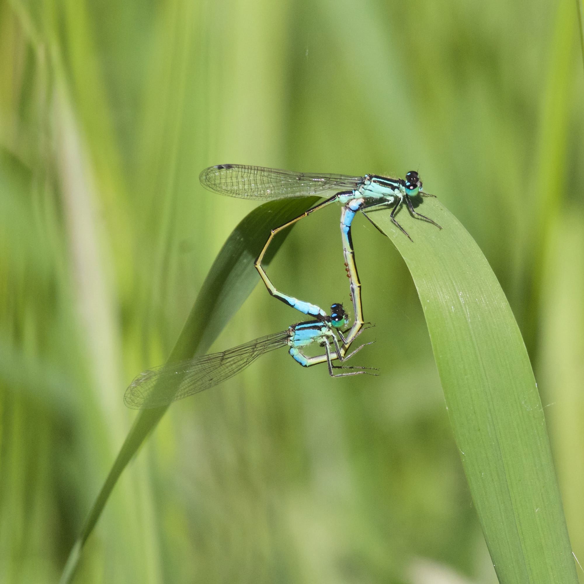 Blue-tailed Damselfly