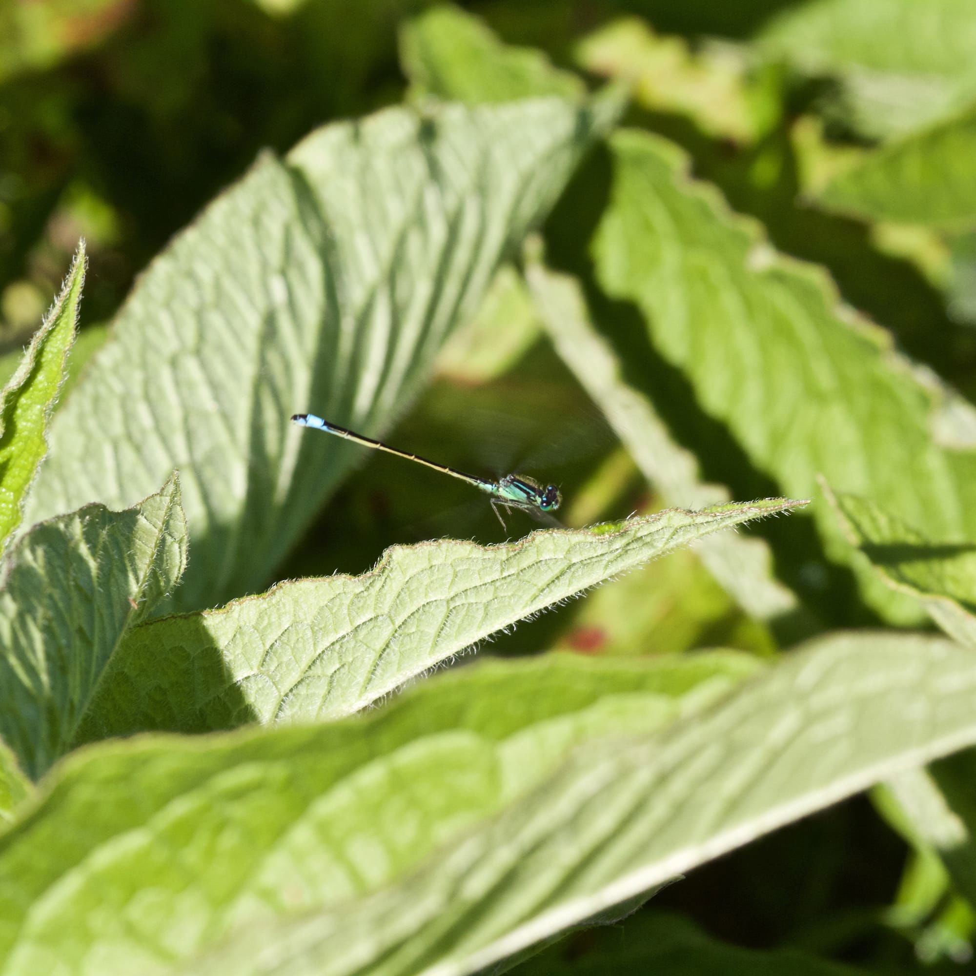 Blue-tailed Damselfly