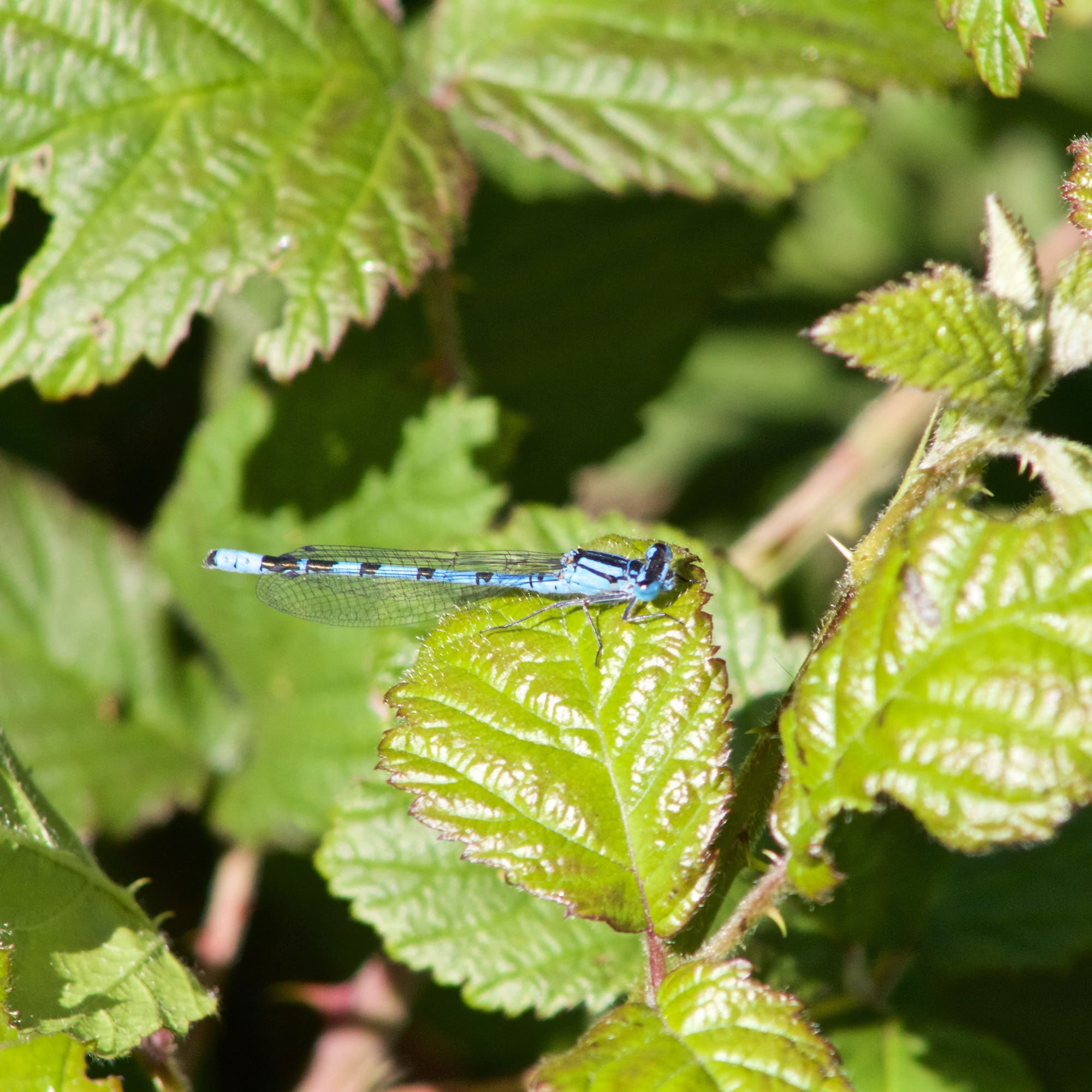 Common Blue Damselfly