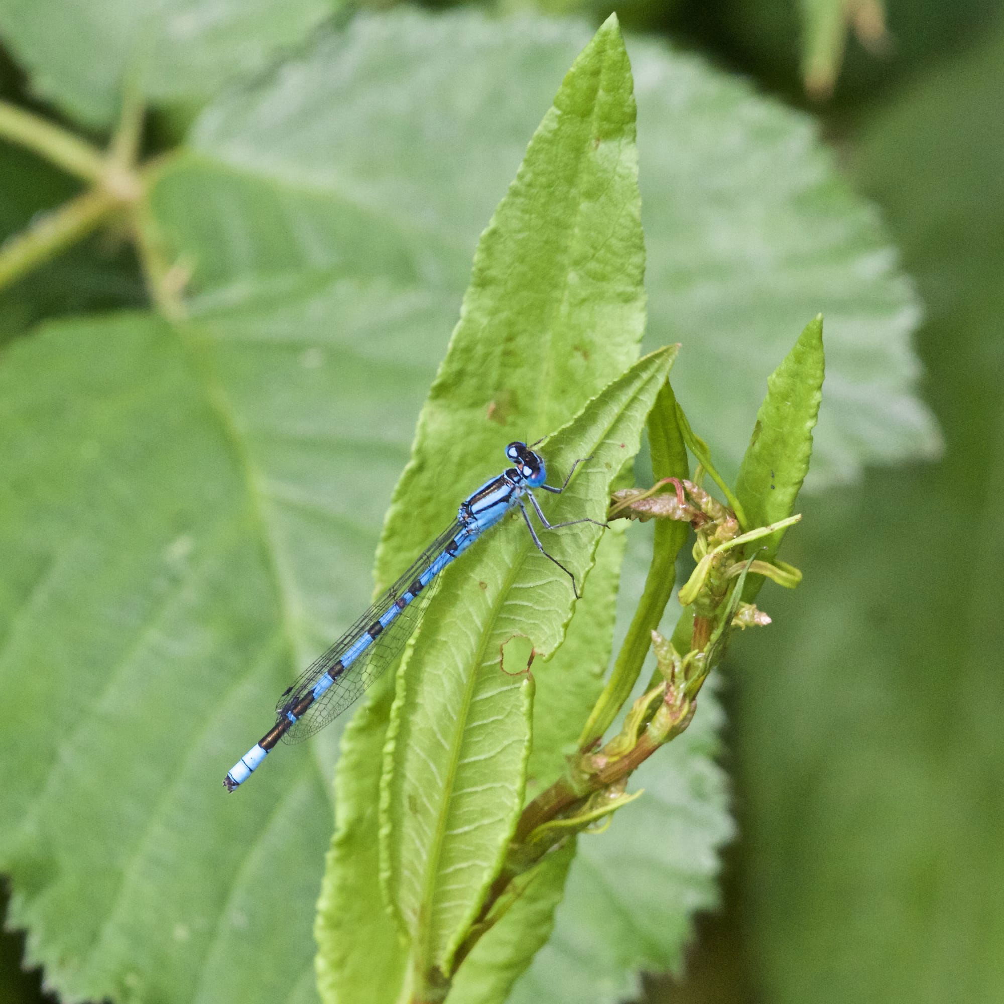 Common Blue Damselfly