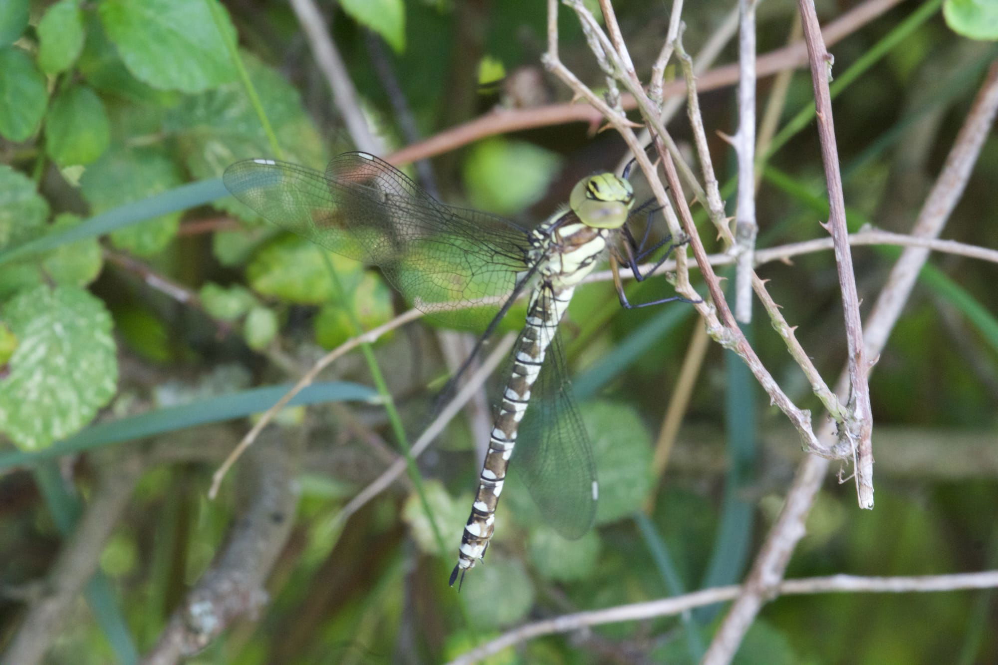 Southern Hawker