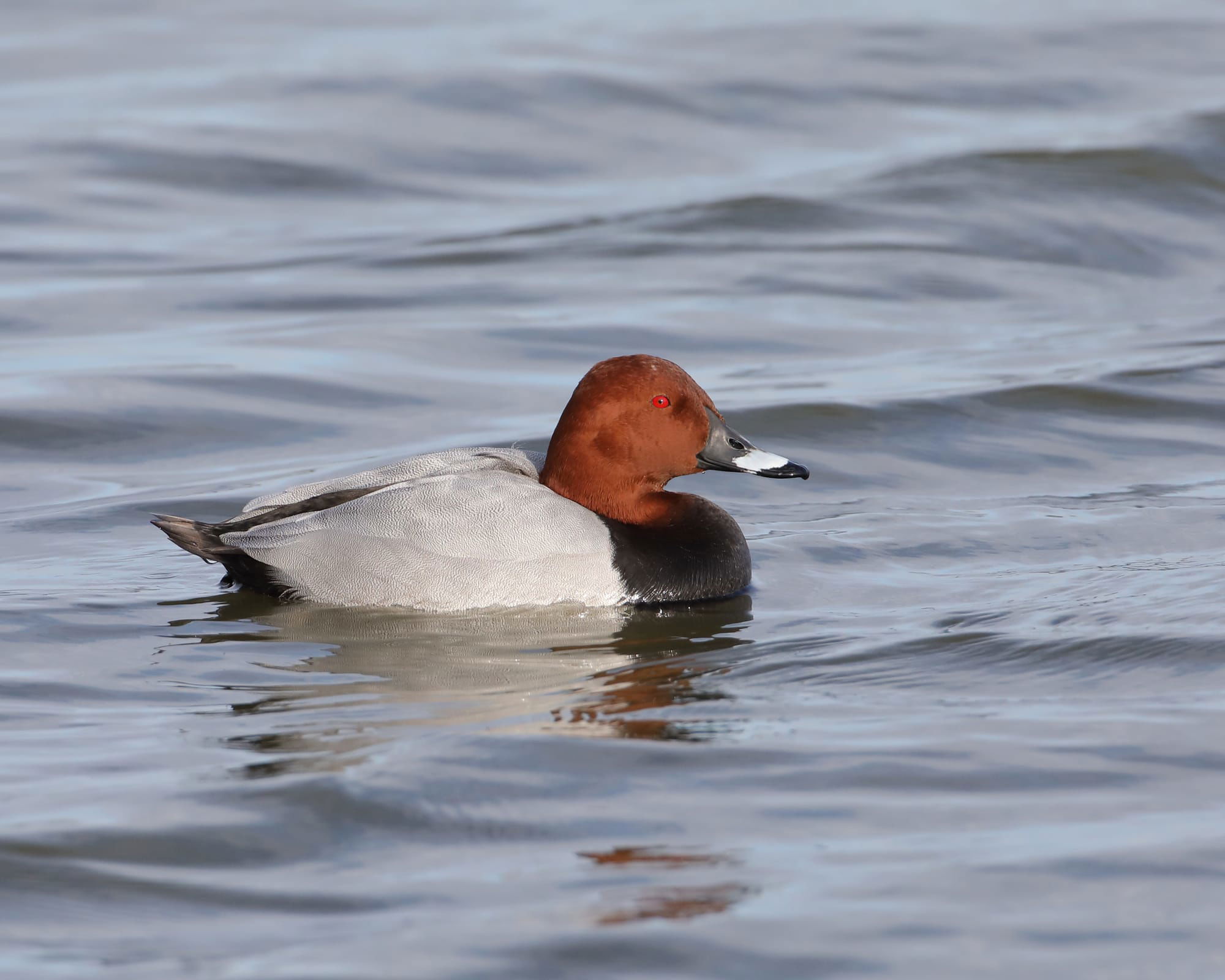 Pochard