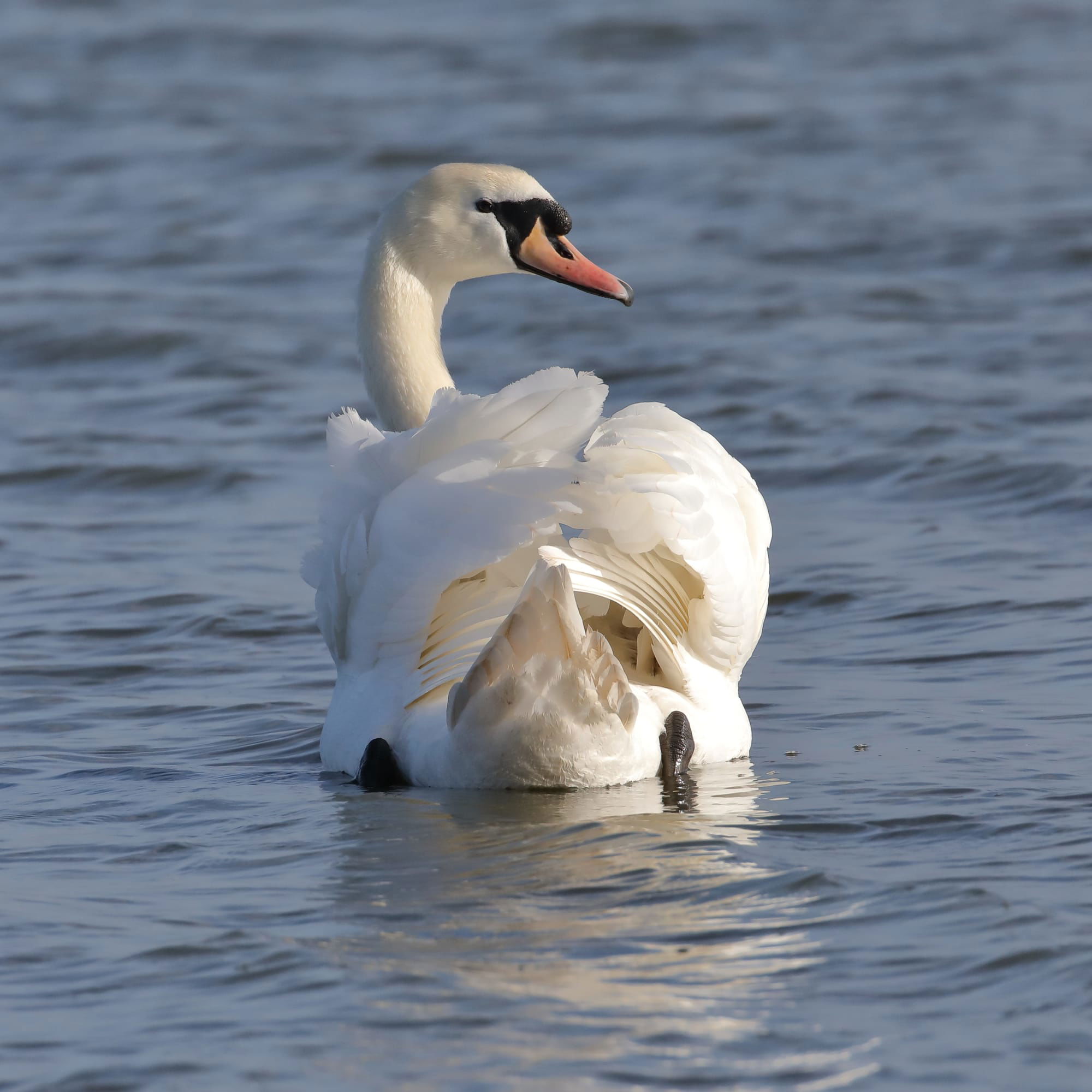 Mute Swan