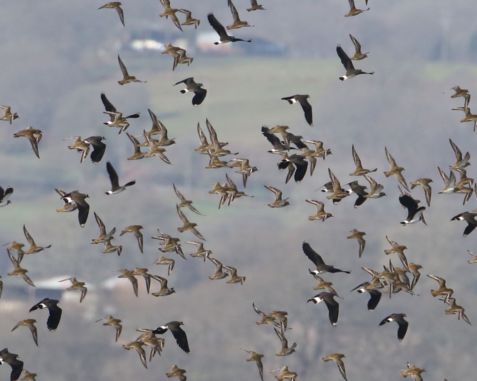 Golden Plover