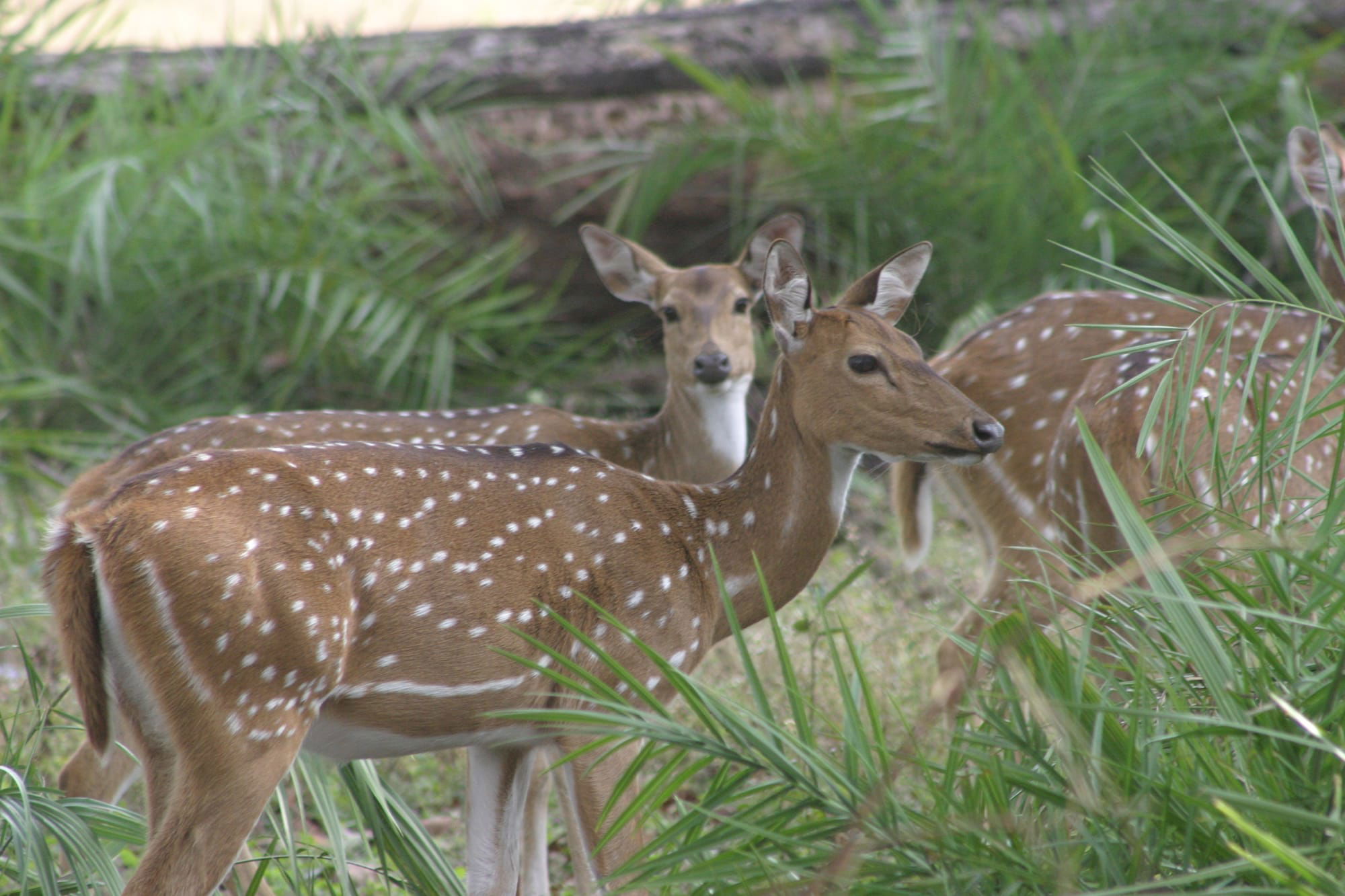 Spotted Deer