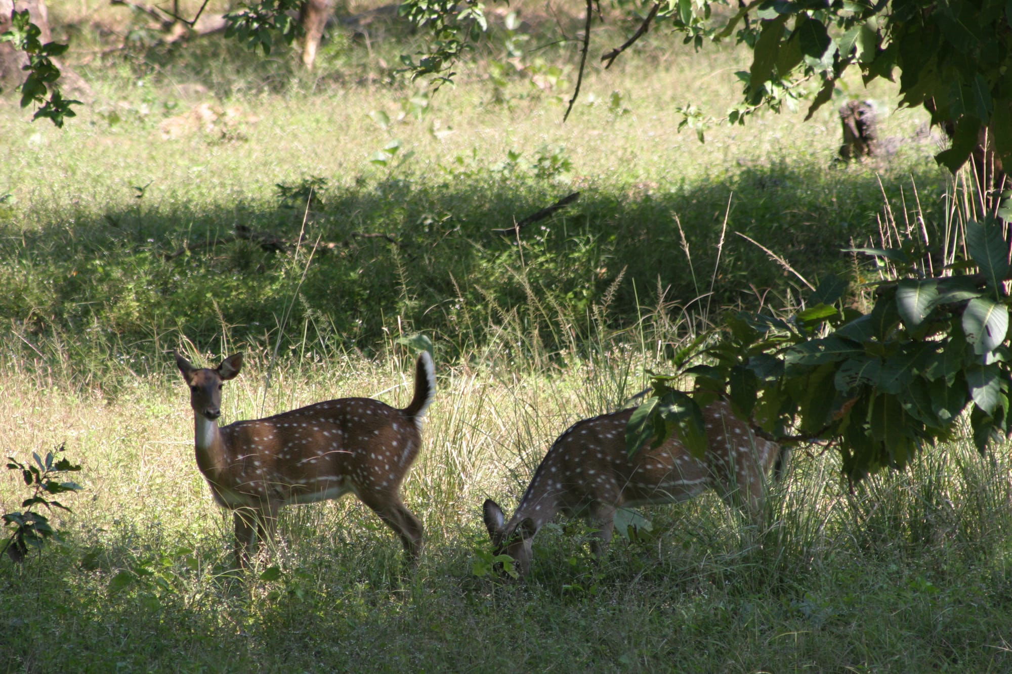 Spotted Deer