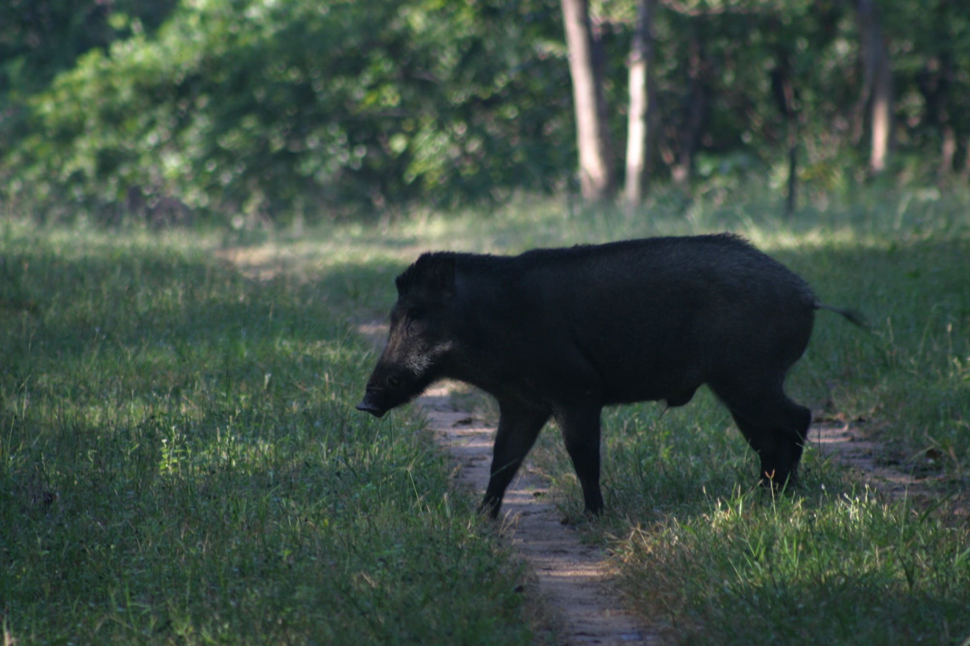 Wild Boar