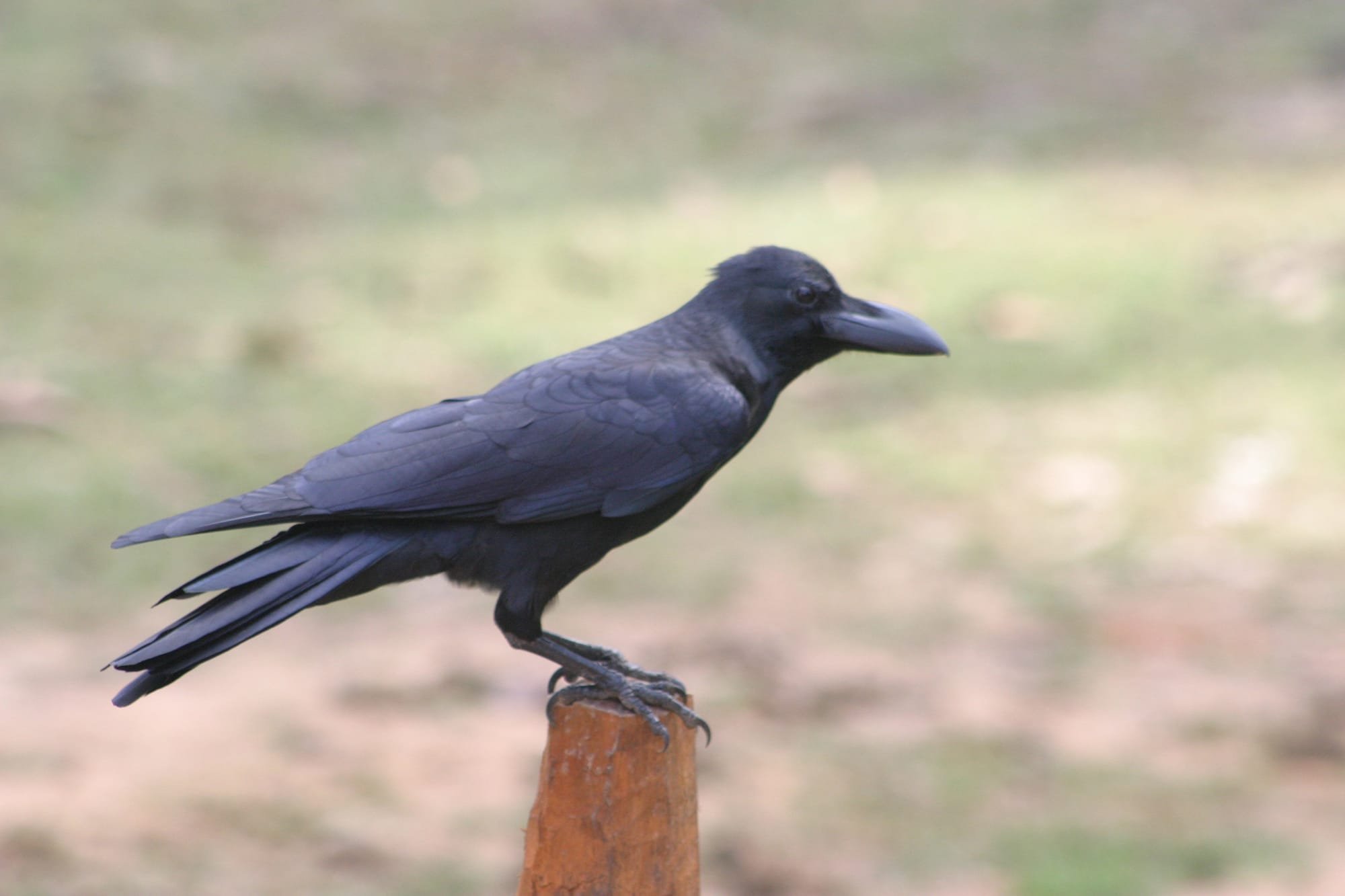 Large-billed Crow