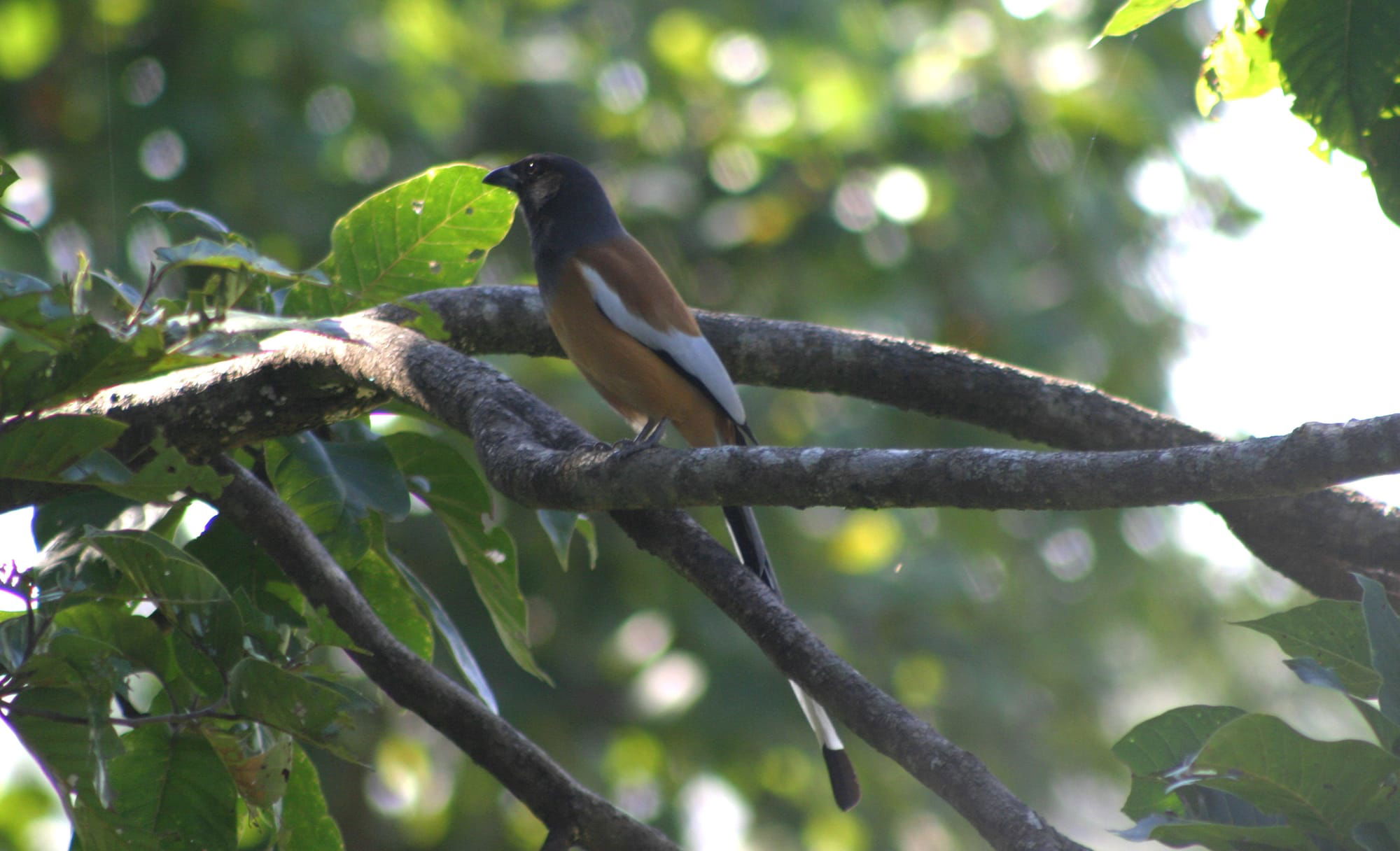 Rufous Treepie