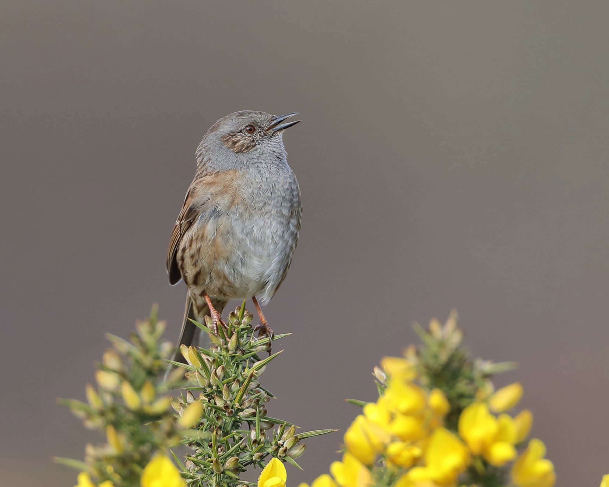 Hedge Sparrow