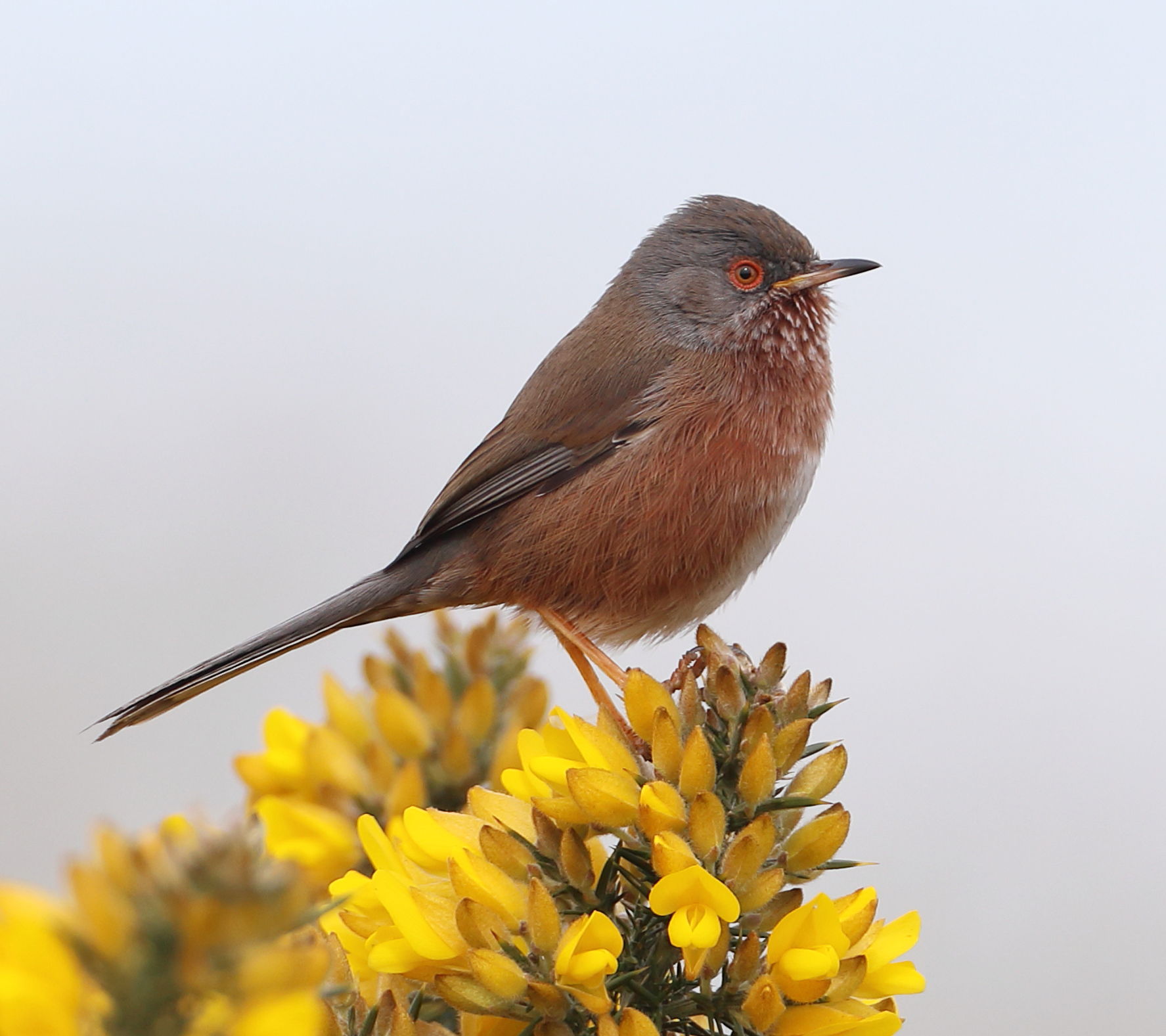 Dartford Warbler