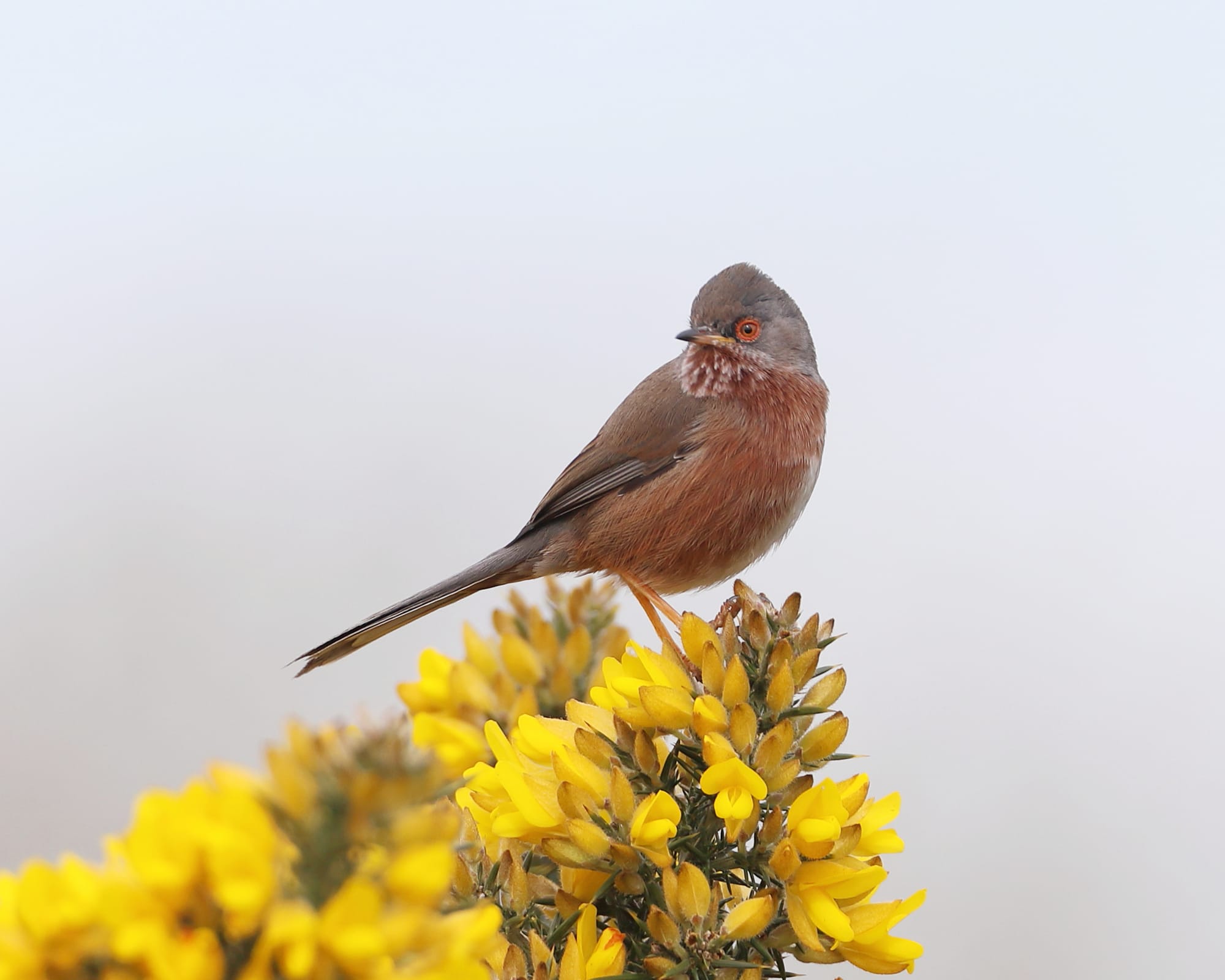 Dartford Warbler