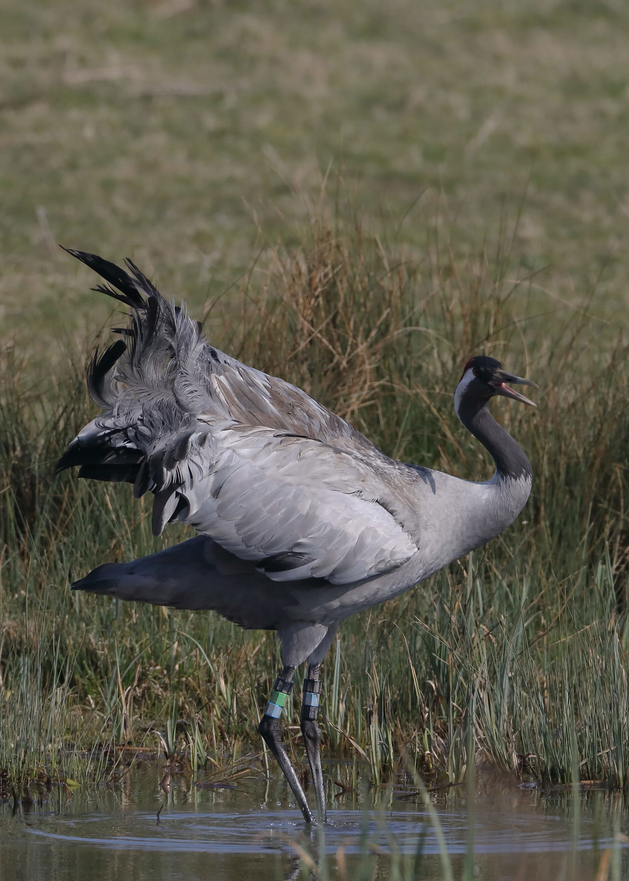 Common Crane