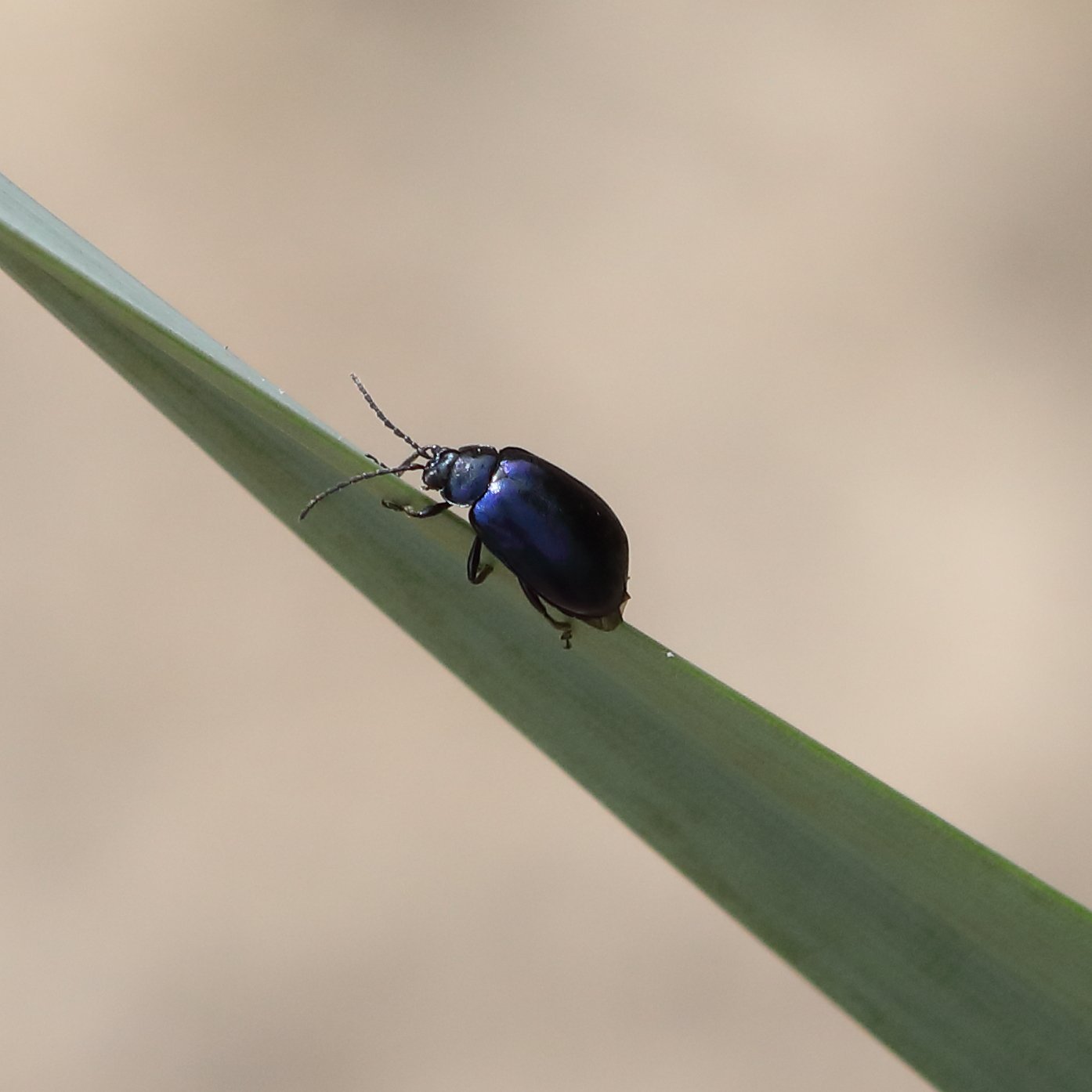 Blue Mint Leaf Beetle