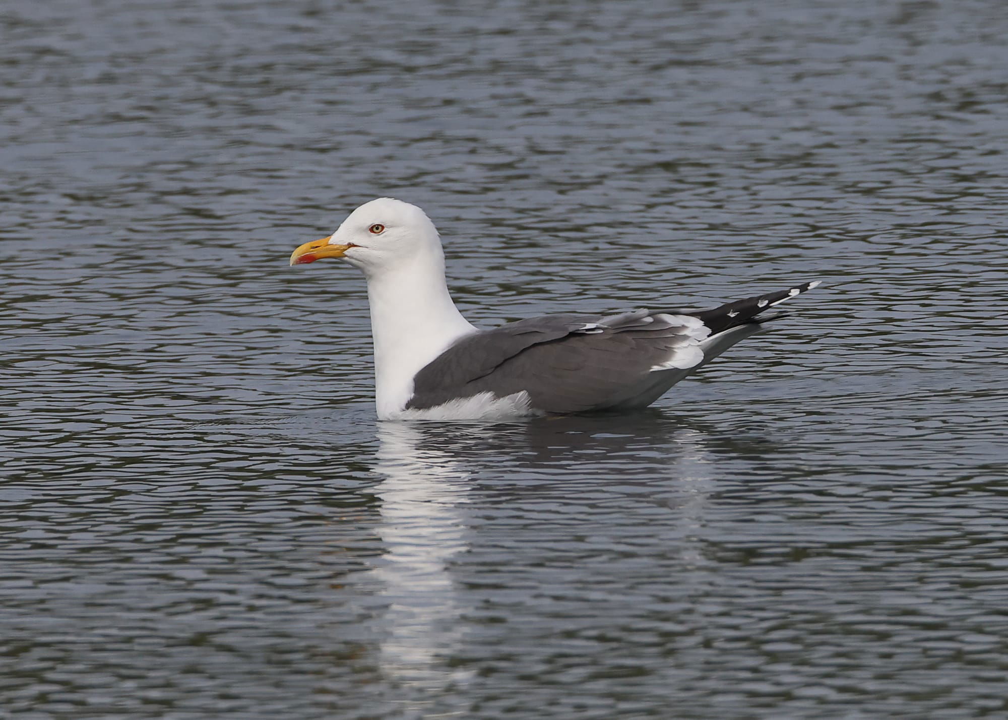 Lesser Black-backed Gull