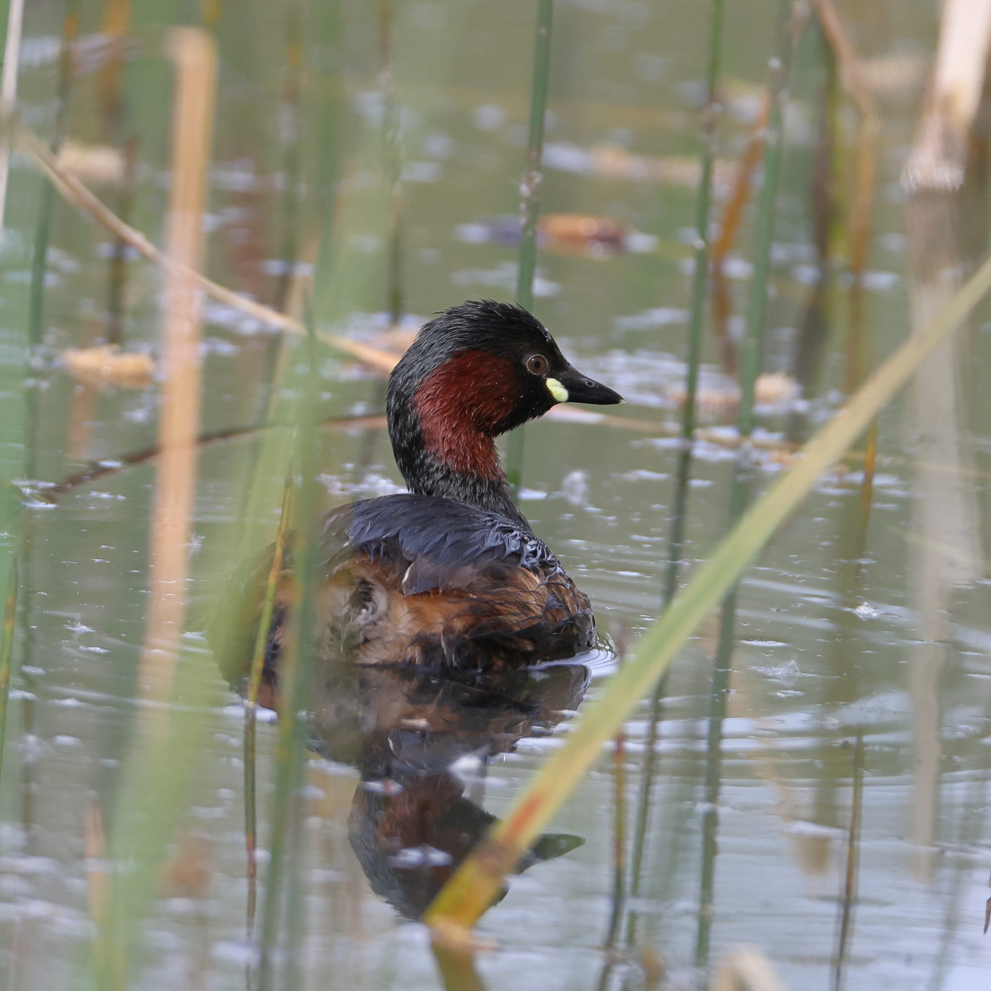 Little Grebe