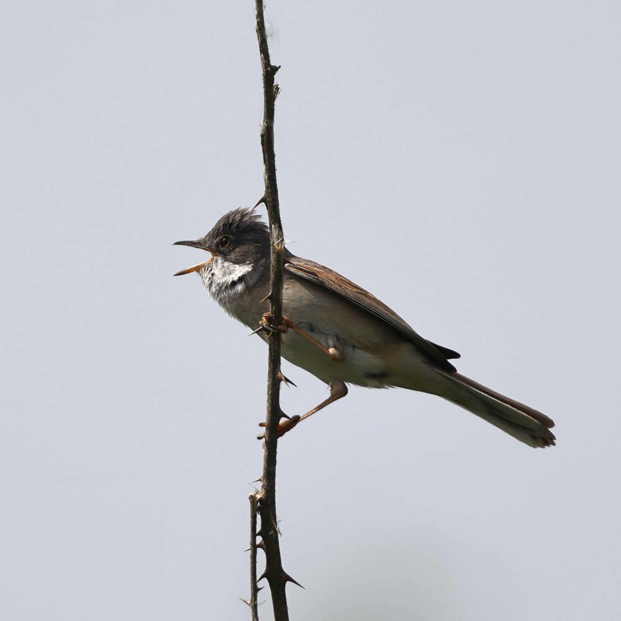 Whitethroat