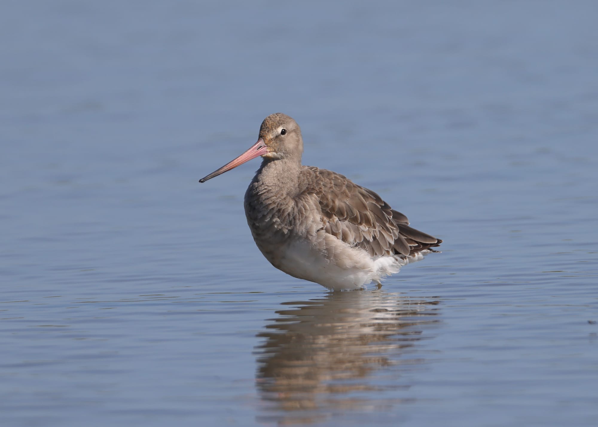 Black-tailed Godwit