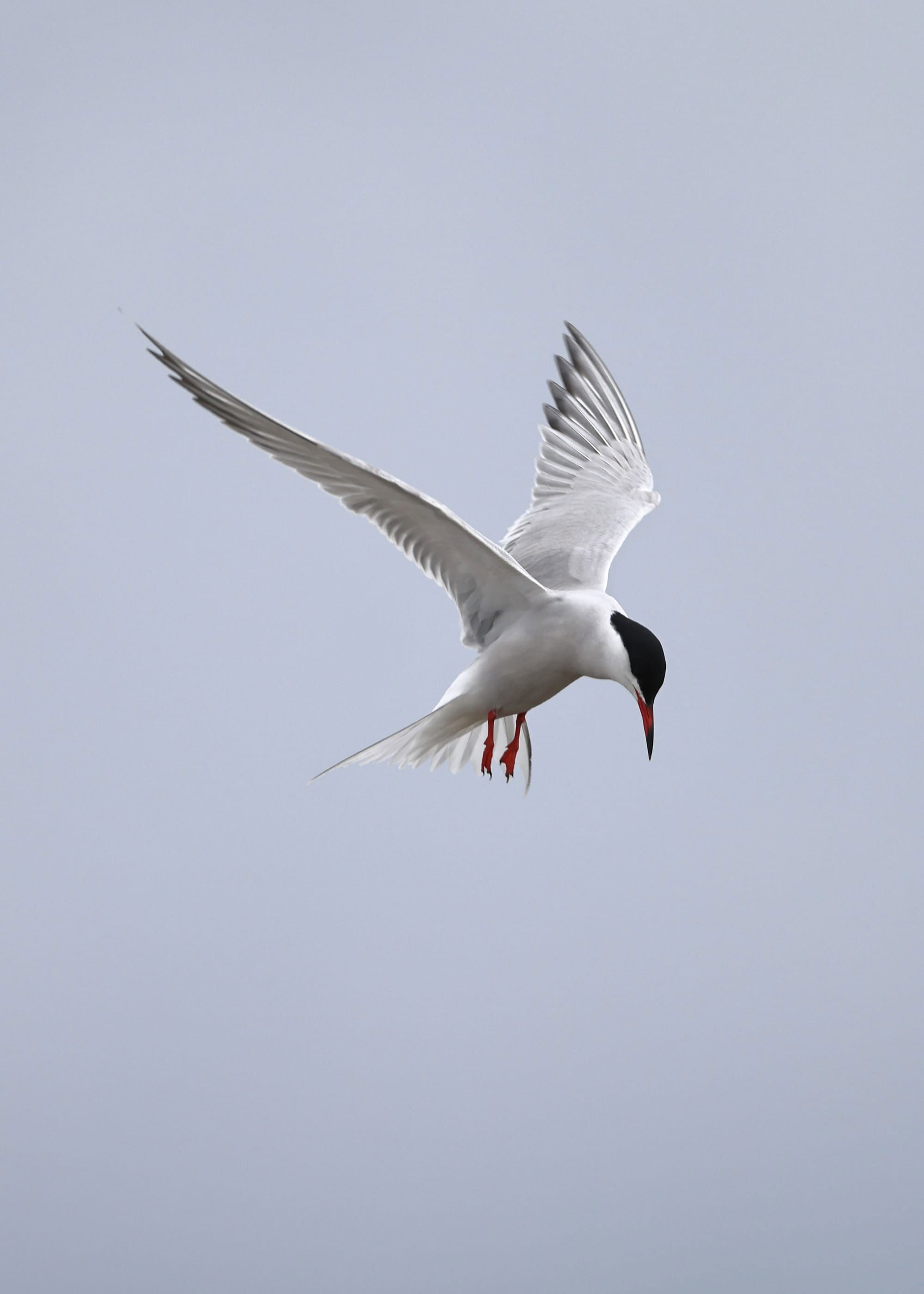 Common Tern