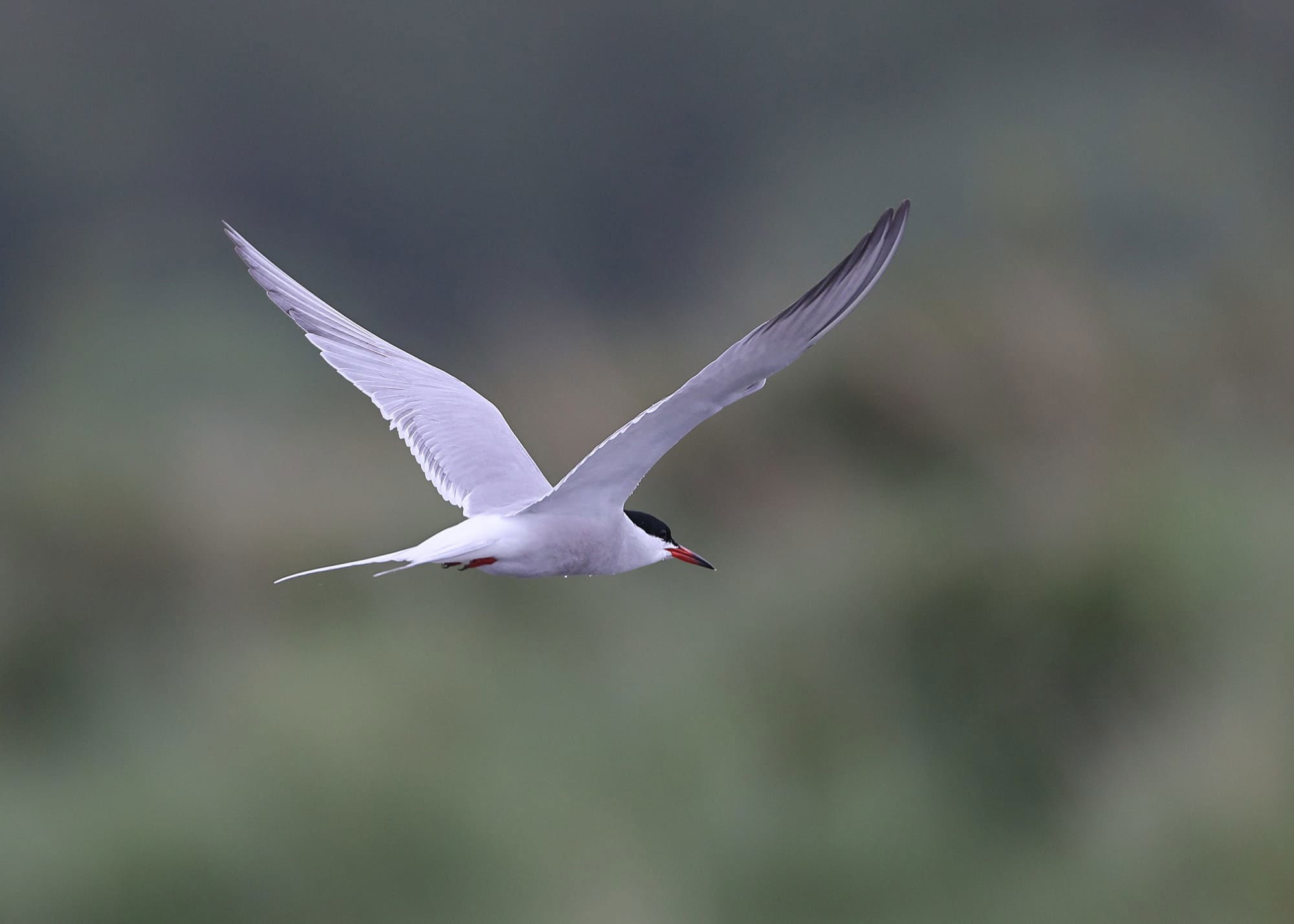 Common Tern