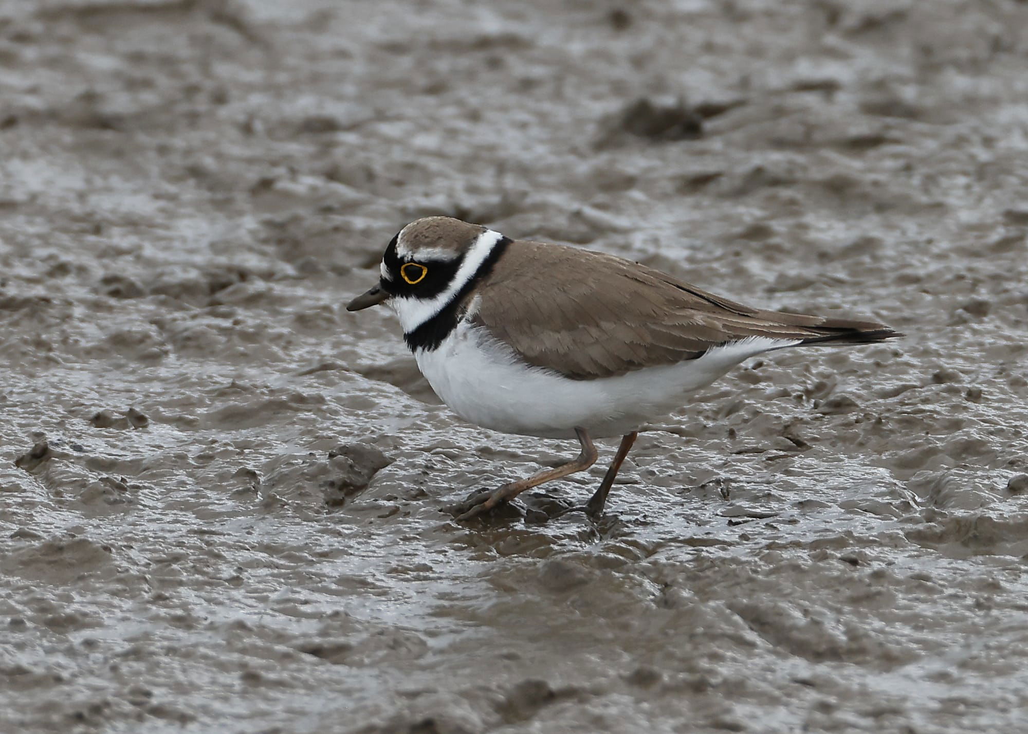 Little Ringed Plover