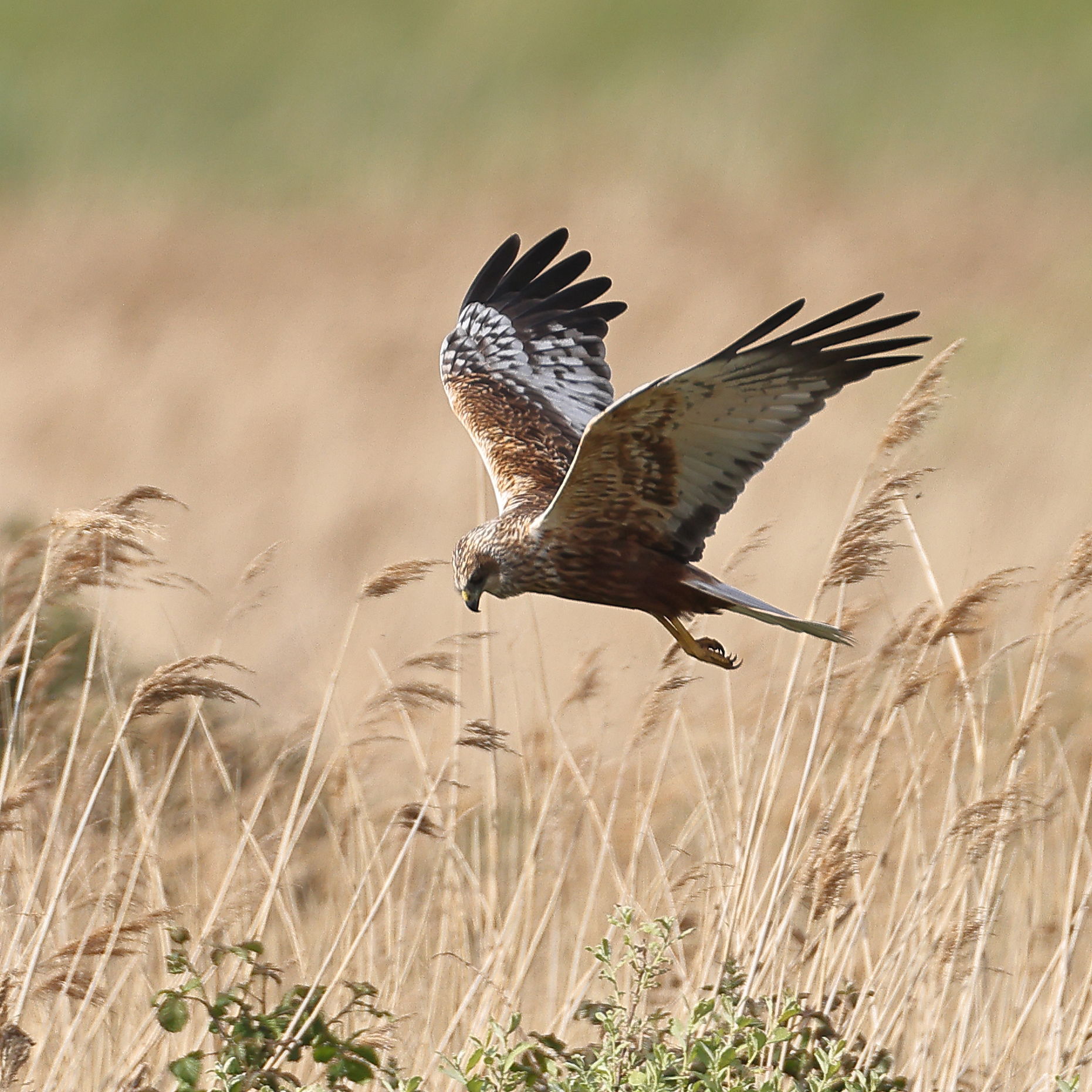 Marsh Harrier