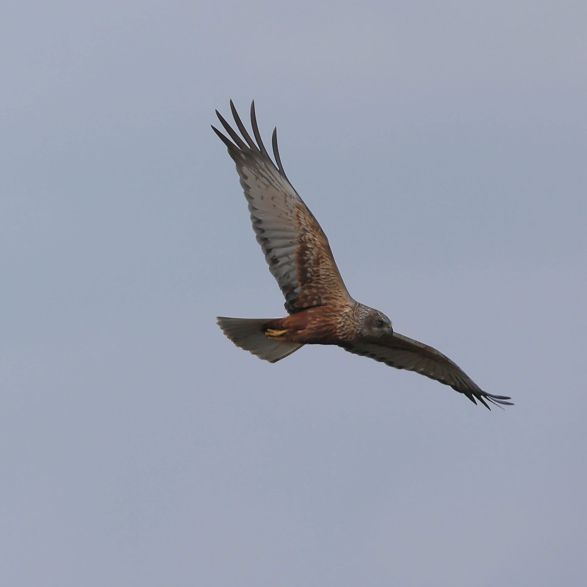 Marsh Harrier