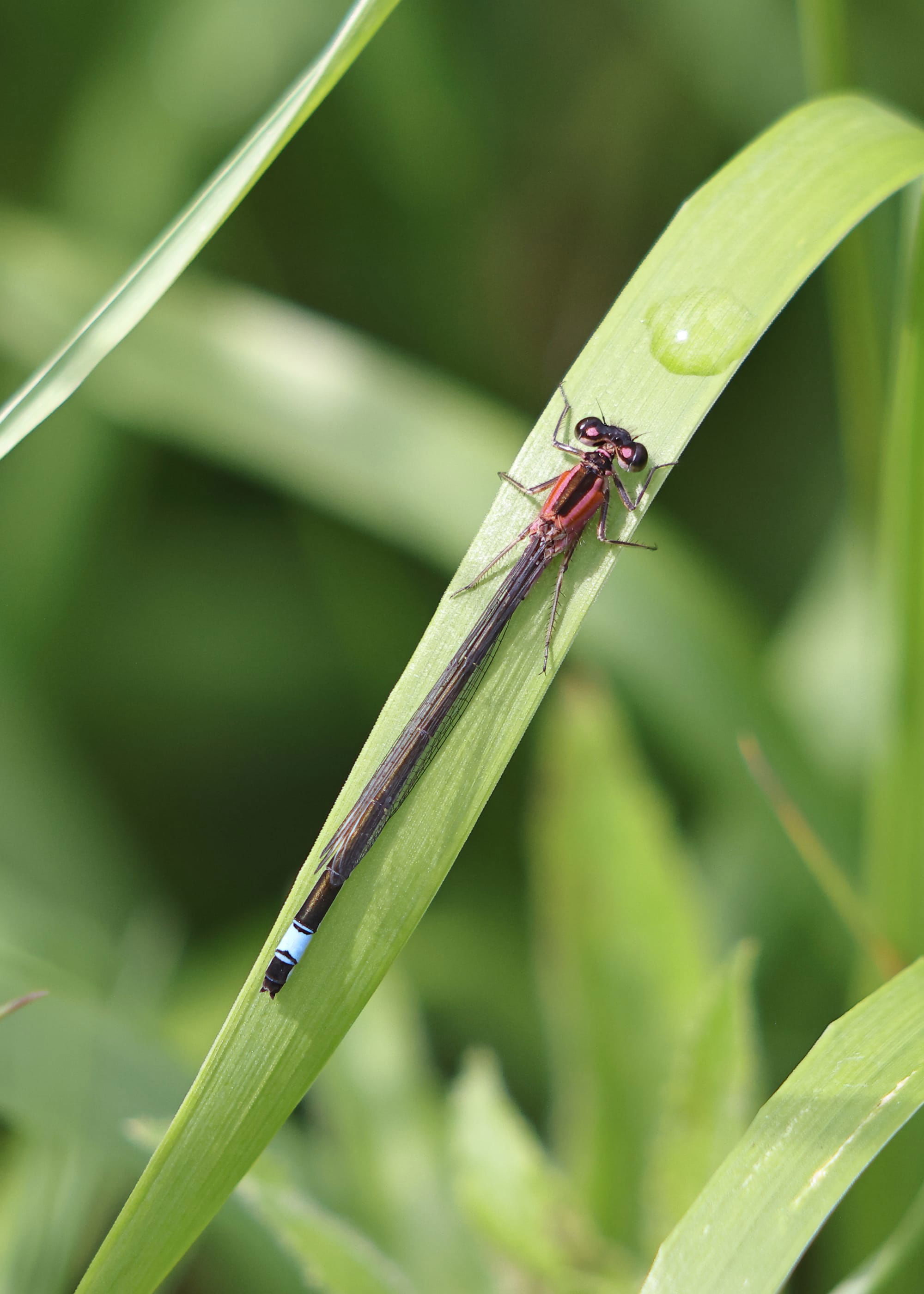 Blue-tailed Damselfly